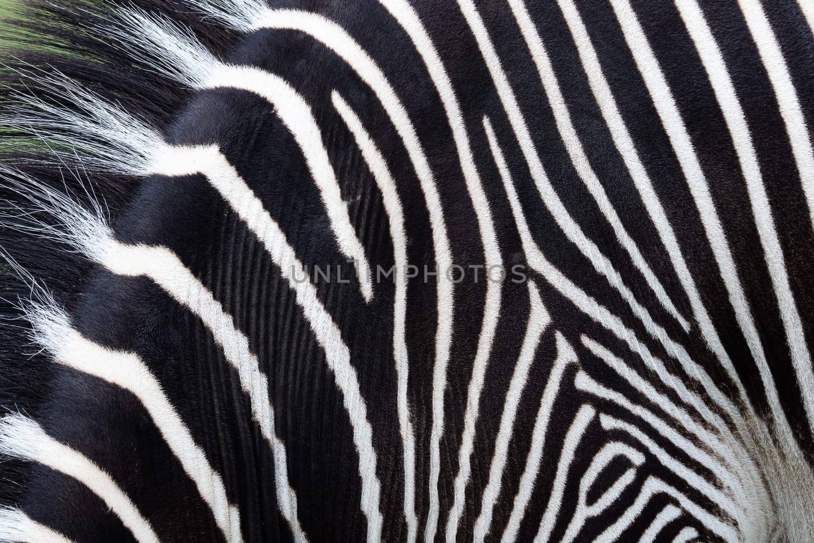 Detail of a black and white stripes on a zebra skin