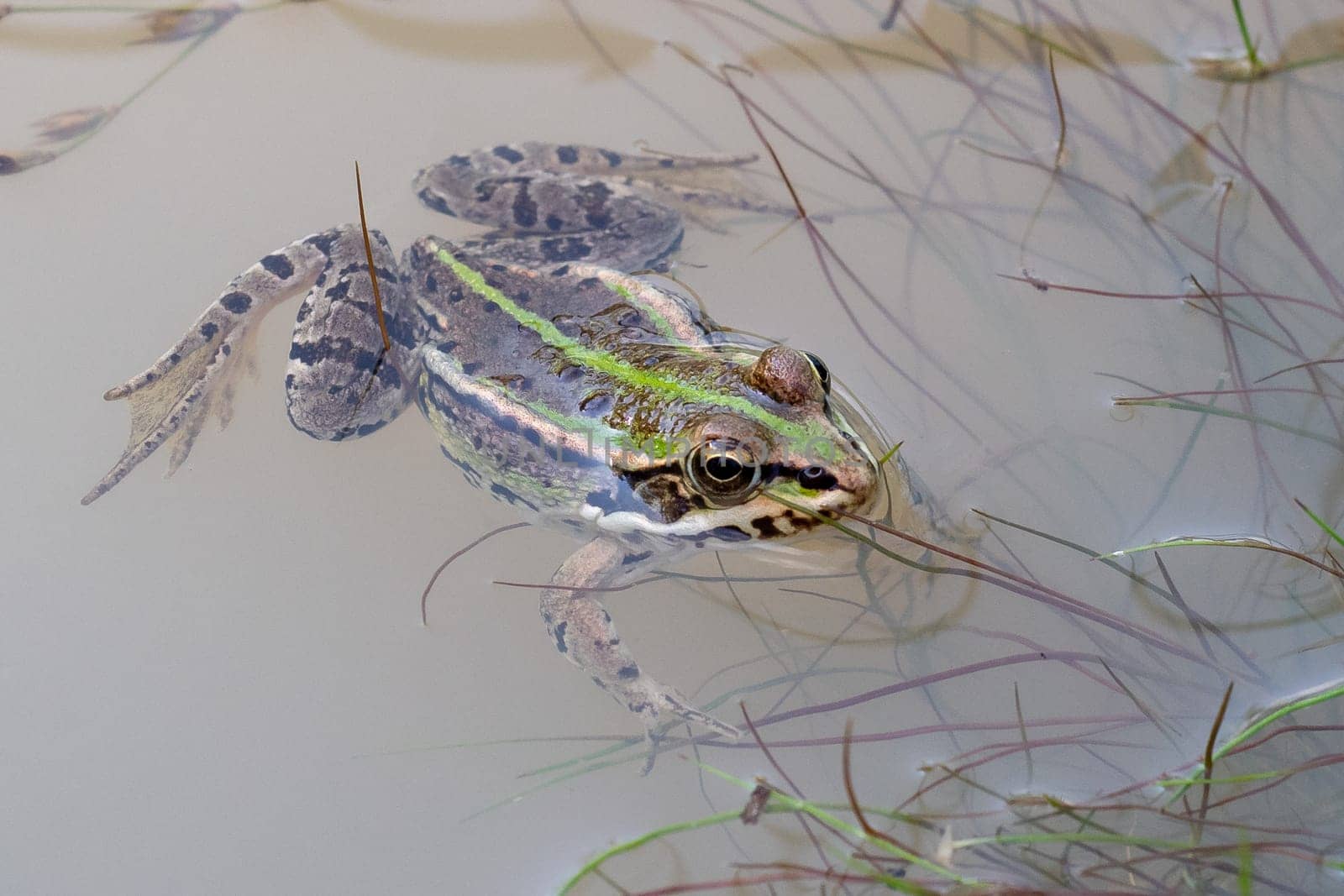 Marsh frog (Pelophylax ridibundus) in a pond. Green frog with a head over water.