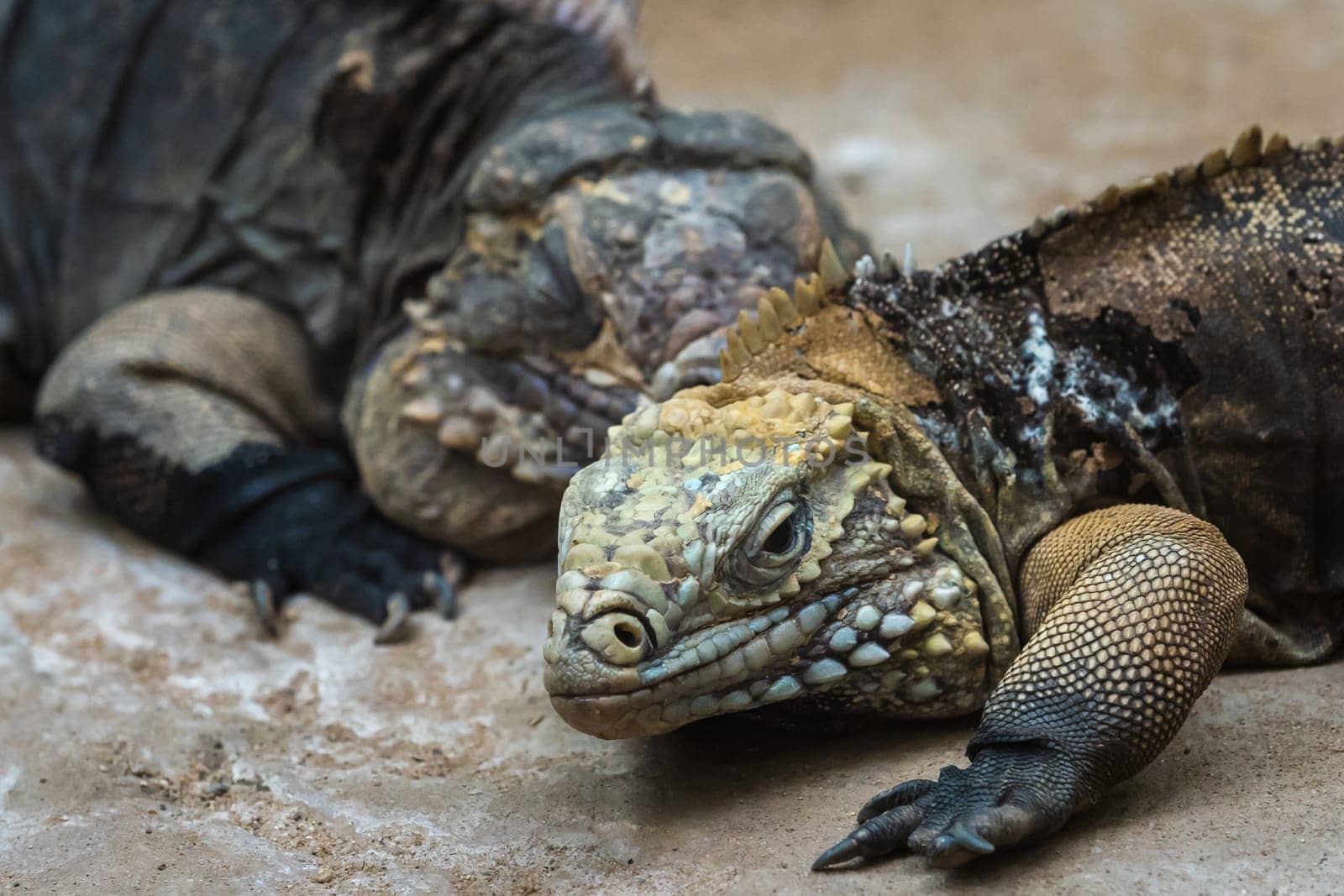 The Cuban rock iguana, Cyclura nubila. Cuban iguana lying on the rock.