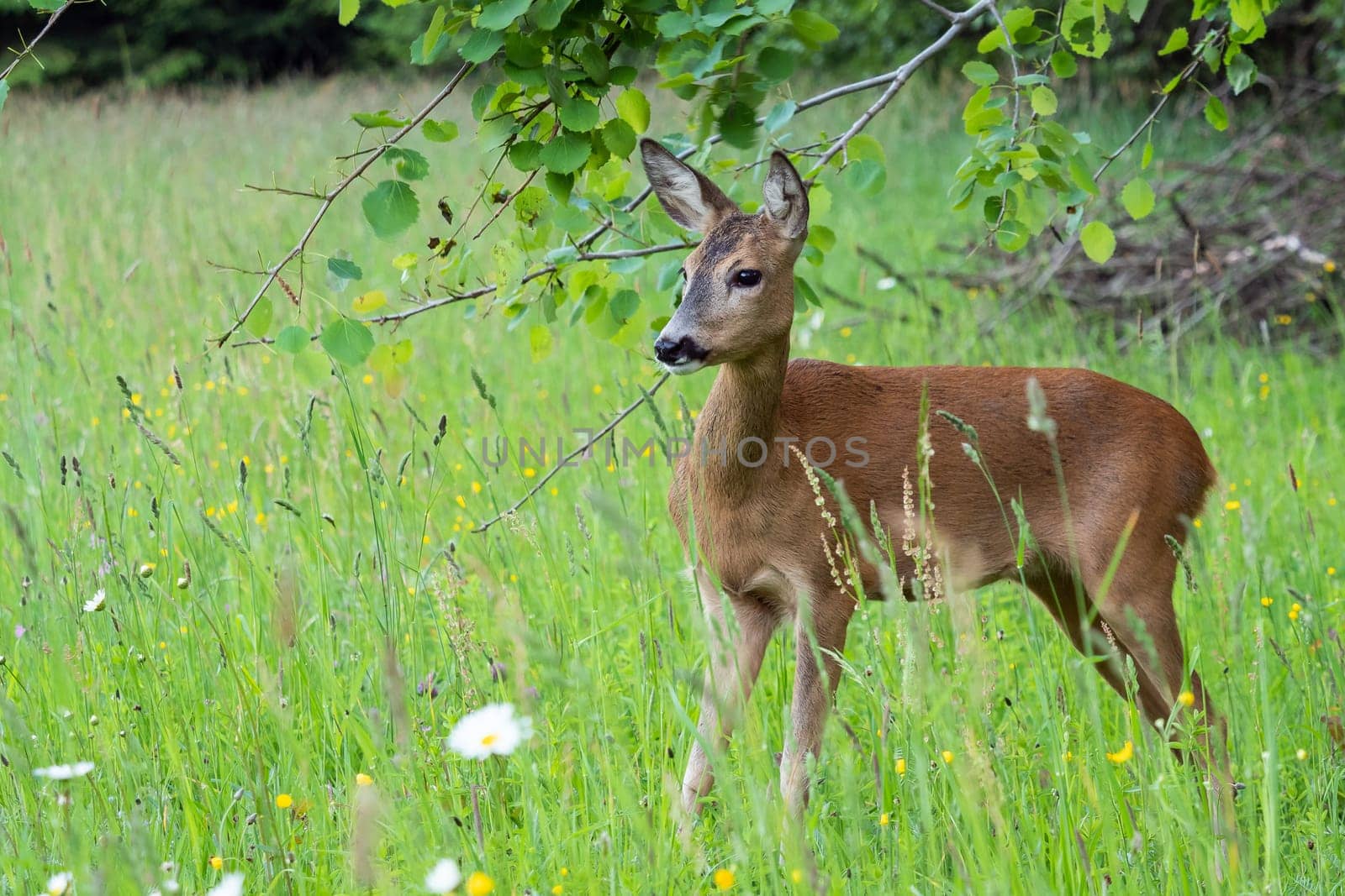 Roe deer in grass, Capreolus capreolus. Wild roe deer in nature.