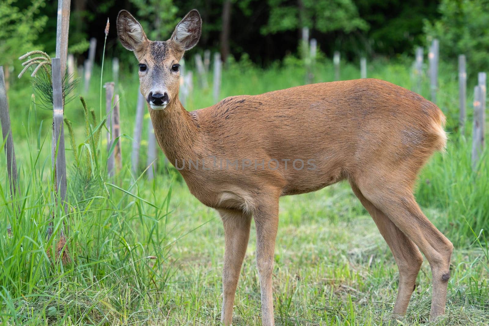 Roe deer in forest, Capreolus capreolus. Wild roe deer in nature.