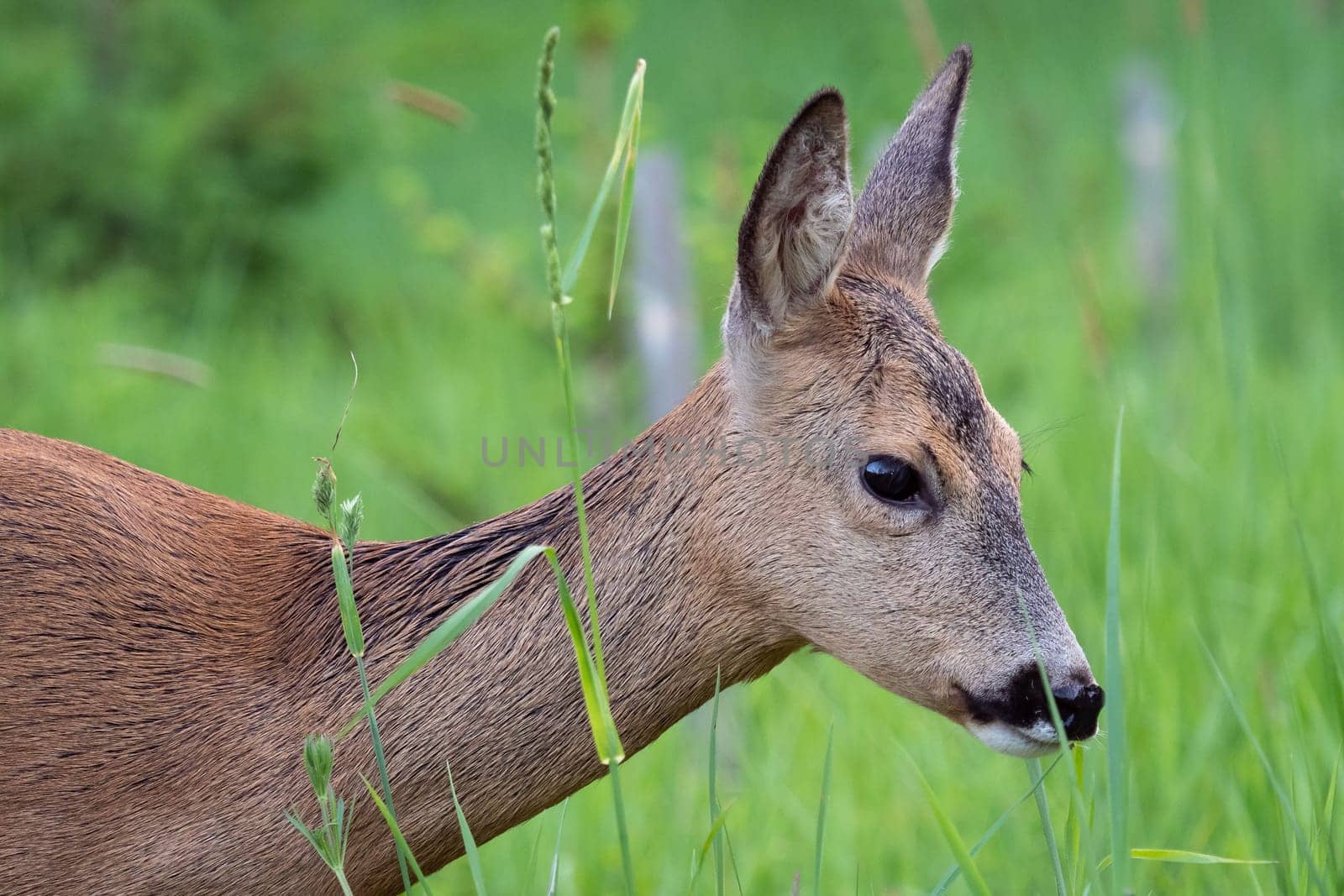 Roe deer in grass, Capreolus capreolus. Wild roe deer in nature.