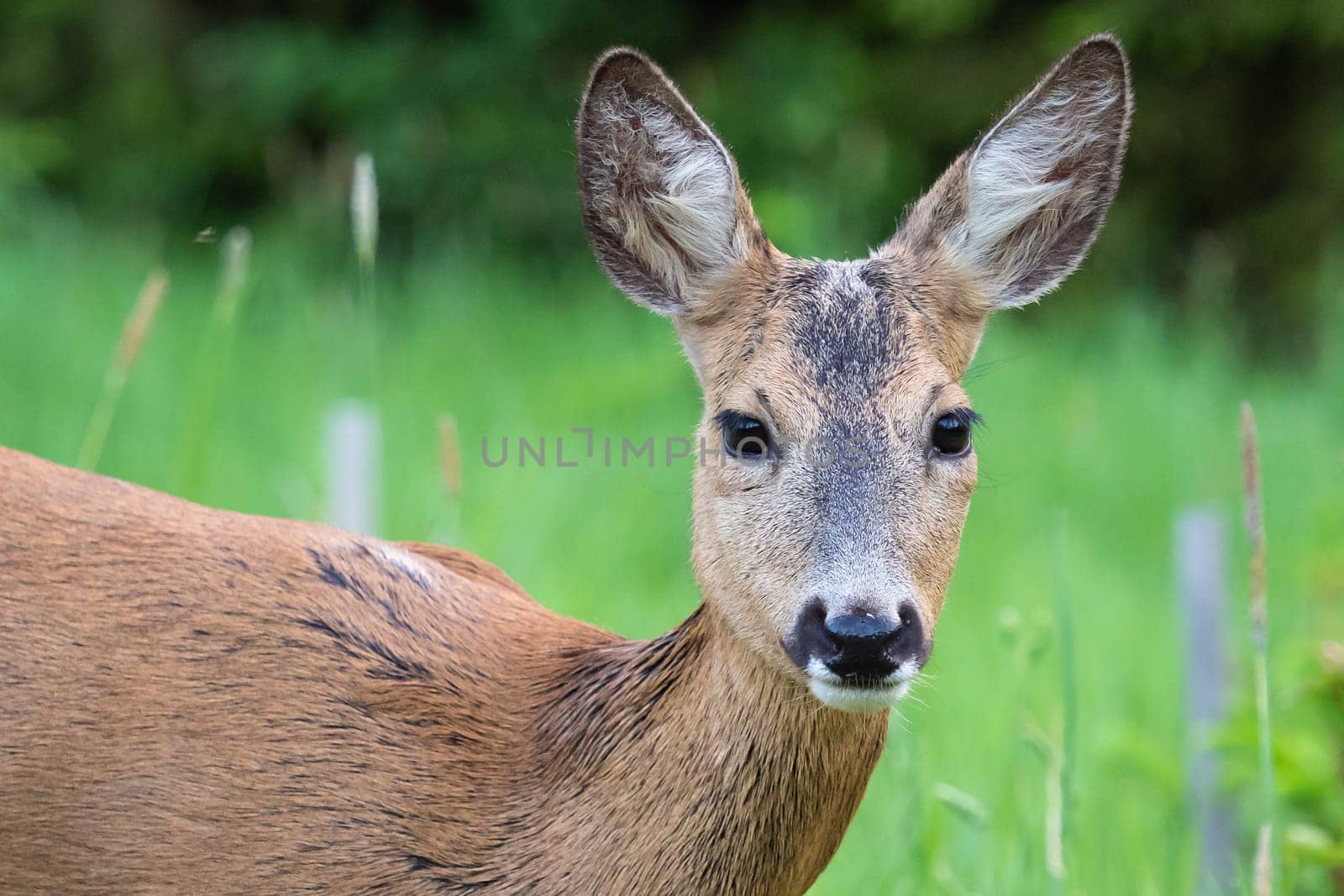 Roe deer in grass, Capreolus capreolus. Wild roe deer in nature.