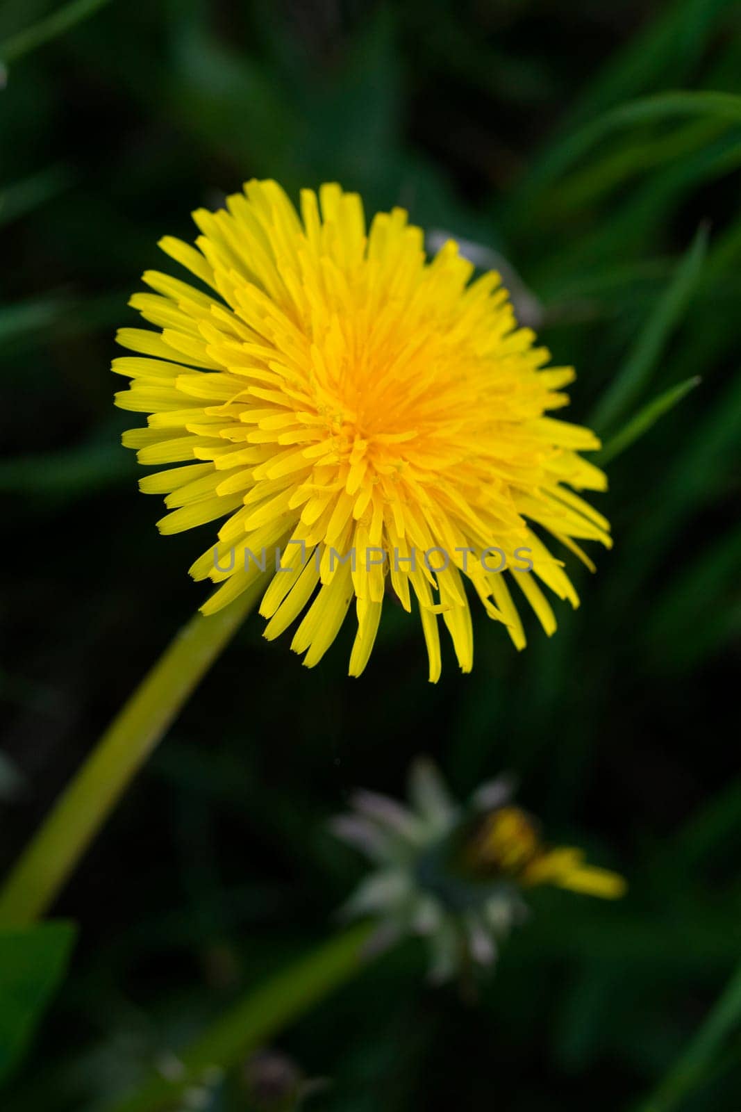 Dandelion in closeup - blossum in  spring