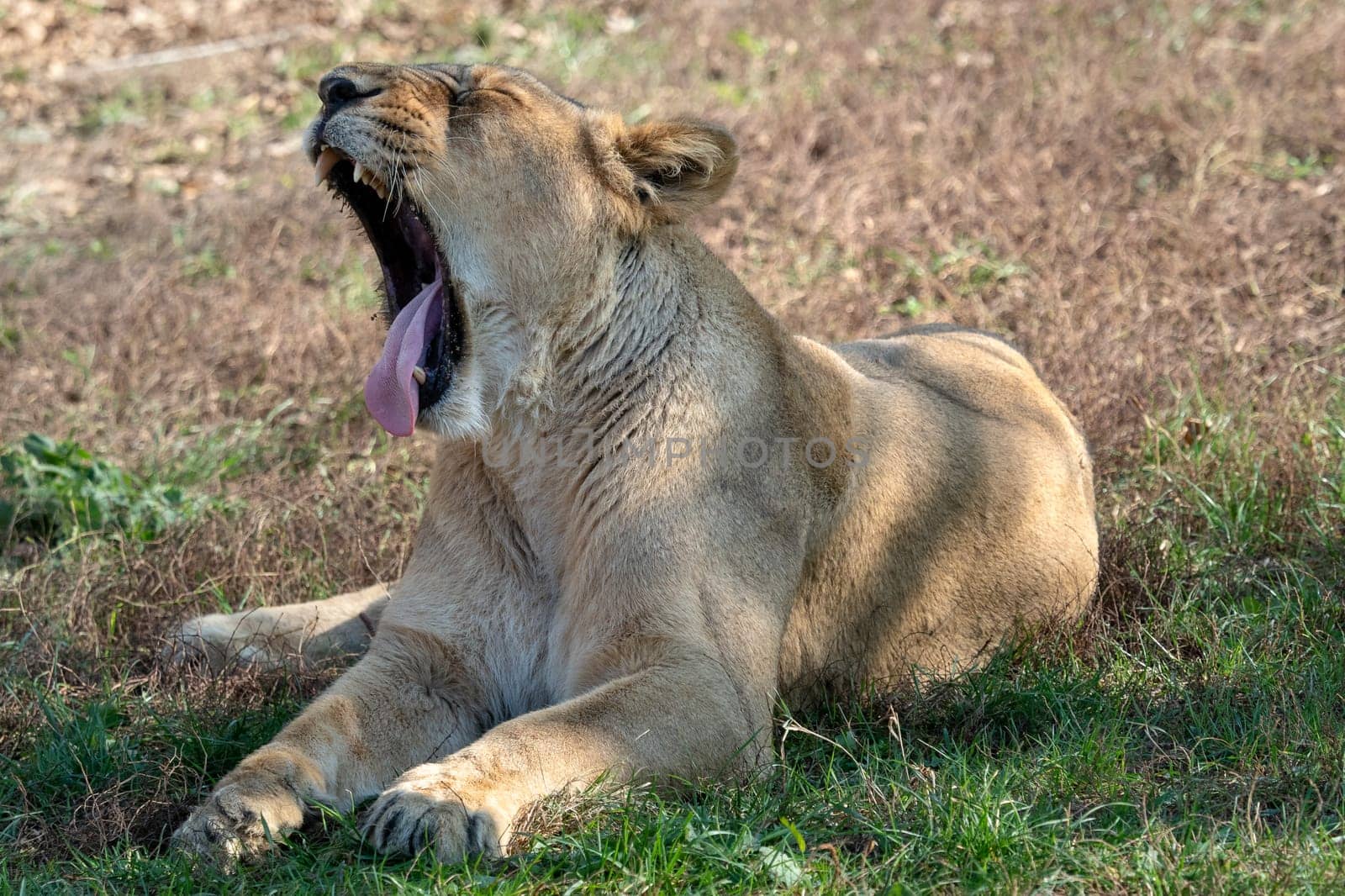 Asiatic lioness (Panthera leo persica). A critically endangered species.