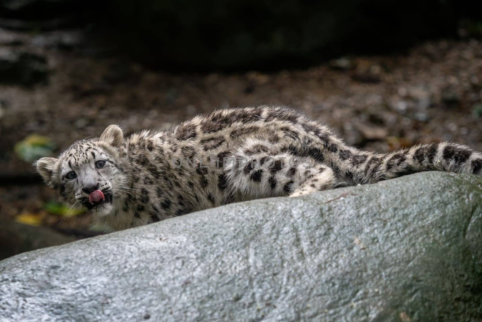Snow leopard cub (Panthera uncia). Young snow leopard.