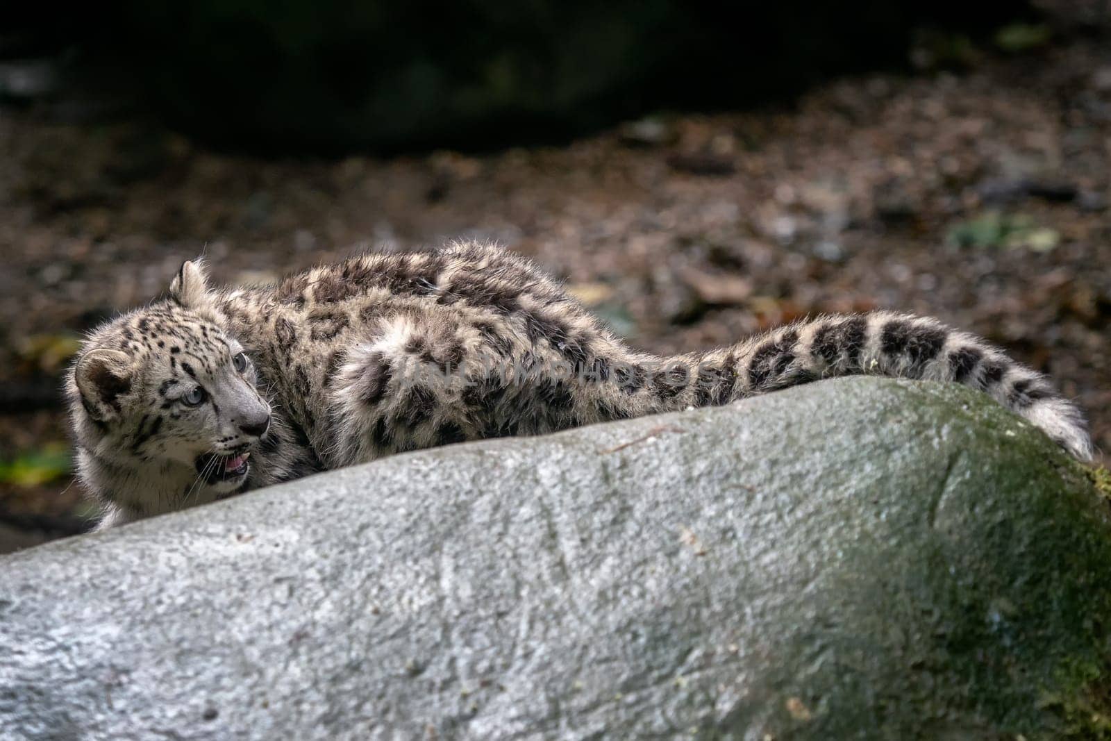 Snow leopard cub (Panthera uncia). Young snow leopard.
