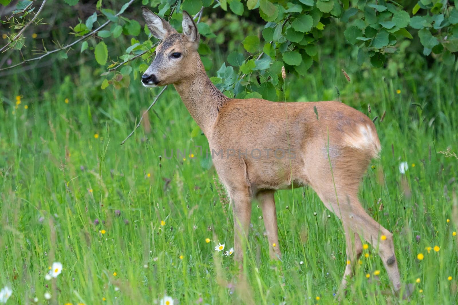 Roe deer in forest, Capreolus capreolus. Wild roe deer in nature.