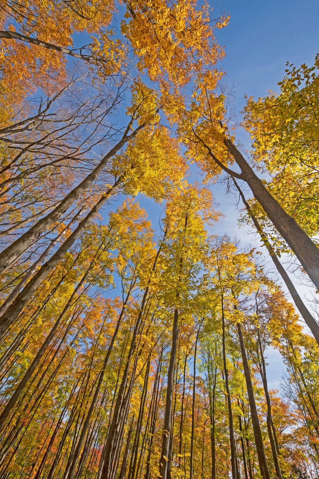 Majestic Canopy Colors in the Fall in the Louis M Groen Nature Preserve in Johannesburg, Michigan
