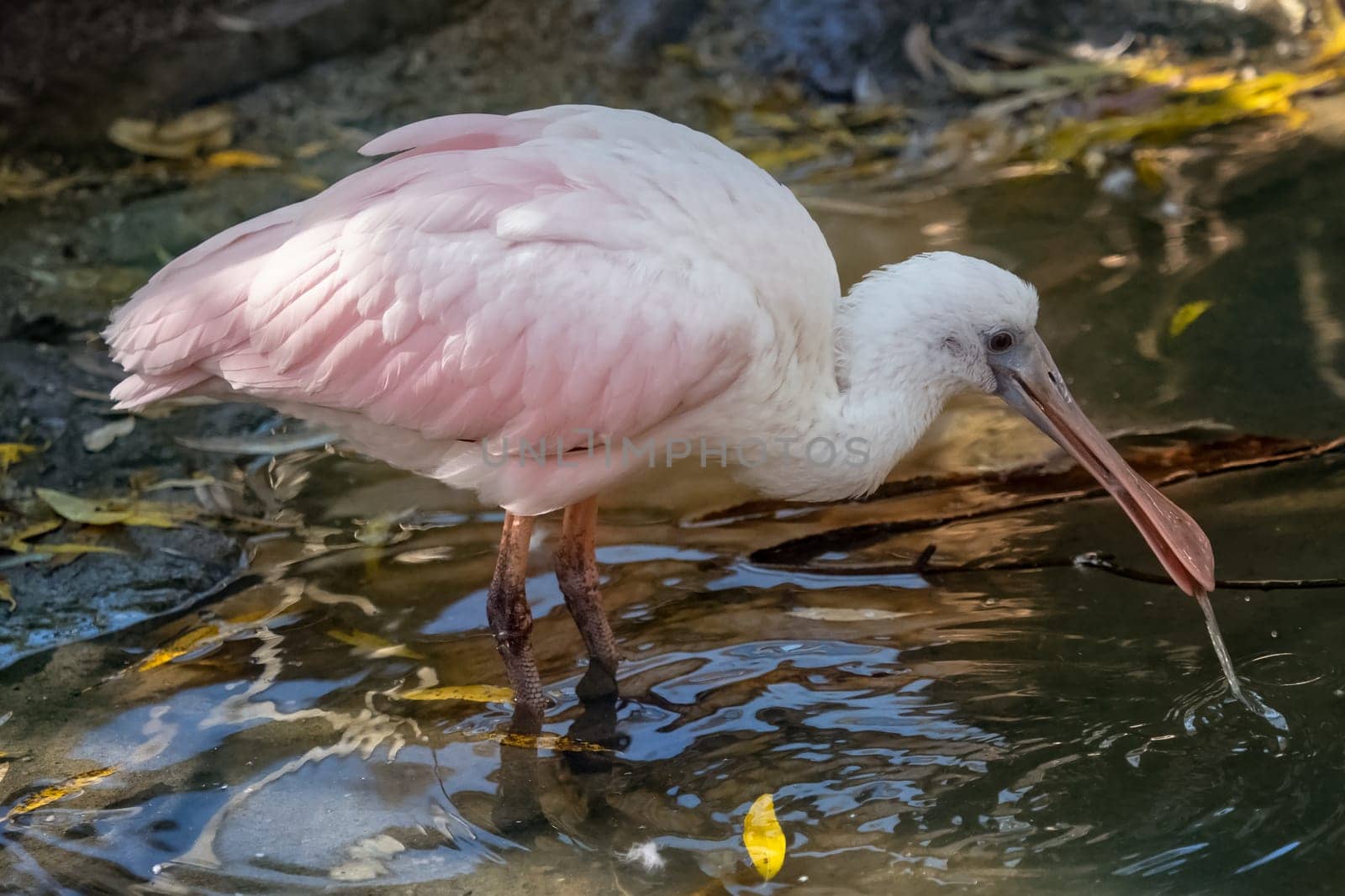 African spoonbill (Platalea alba) wading bird.