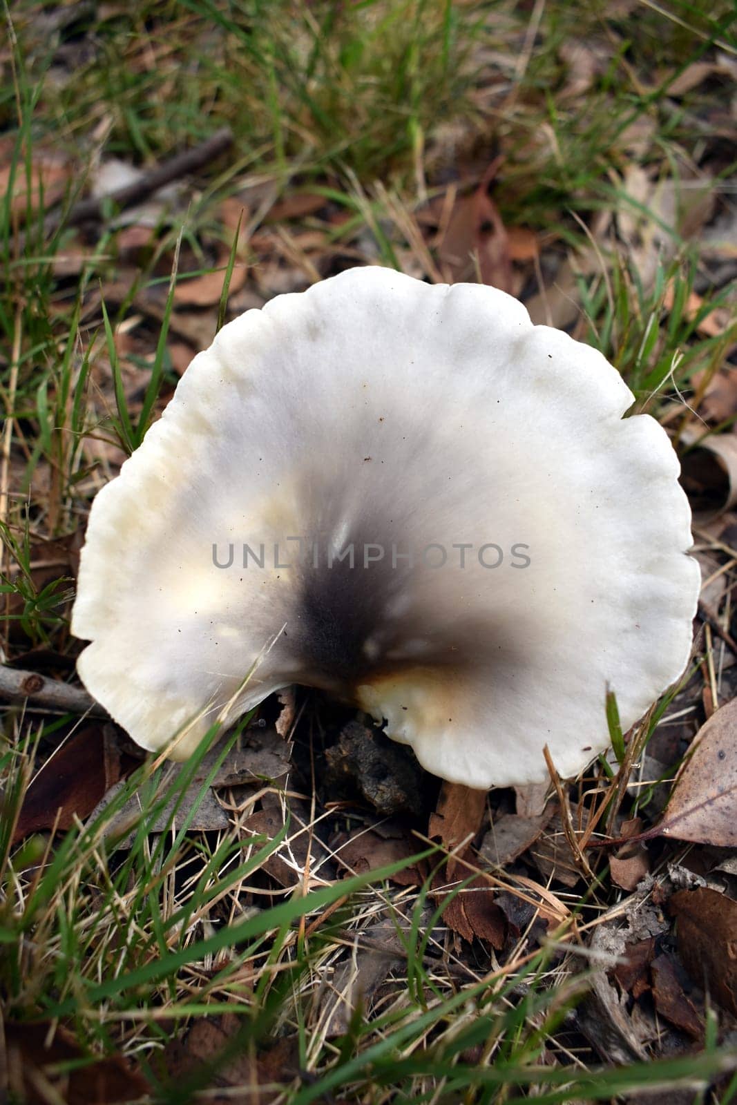 A white wild mushroom growing in the grass