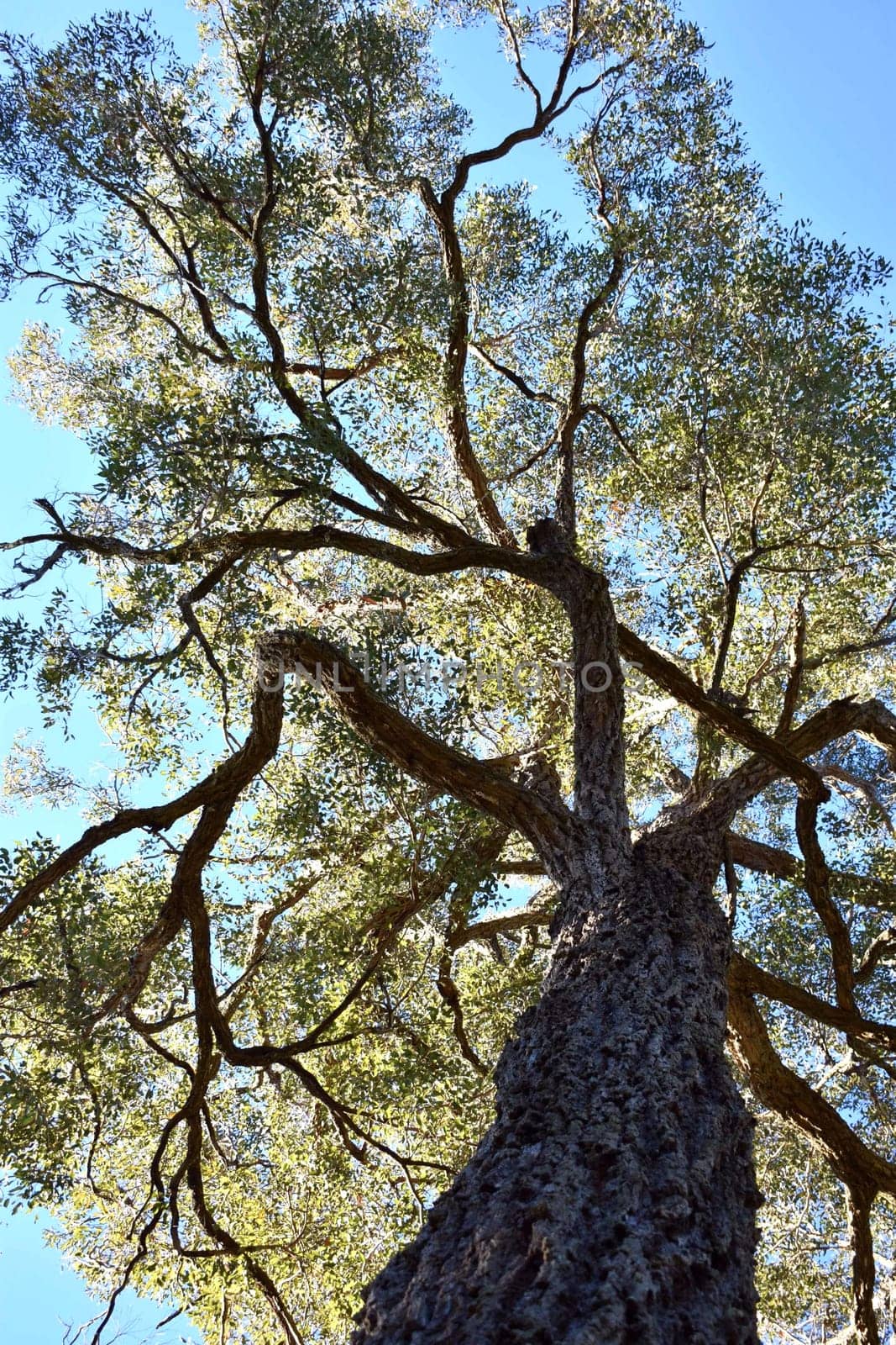A large iron bark tree from the ground up