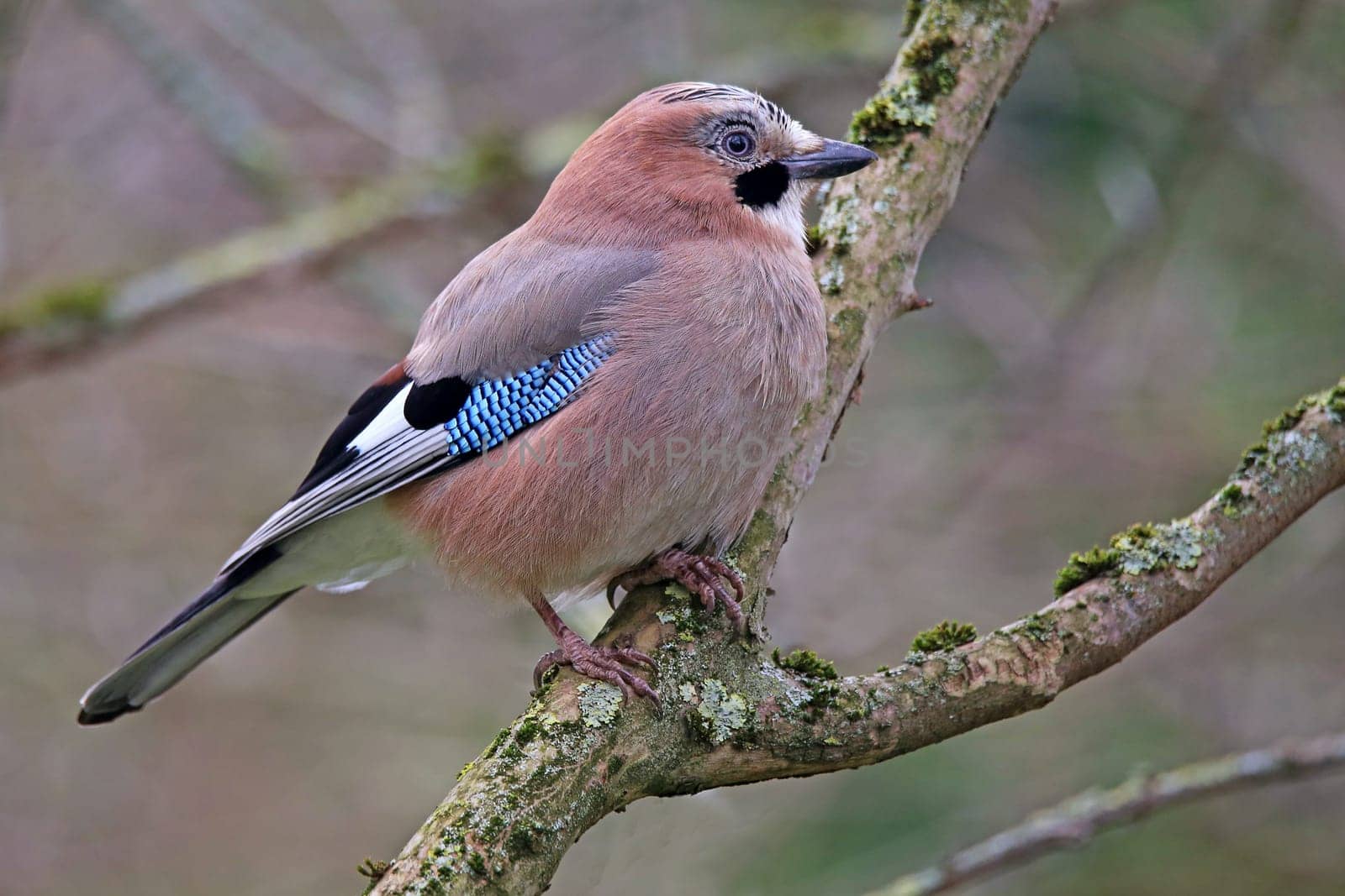 Portrait Jay Garrulus glandarius