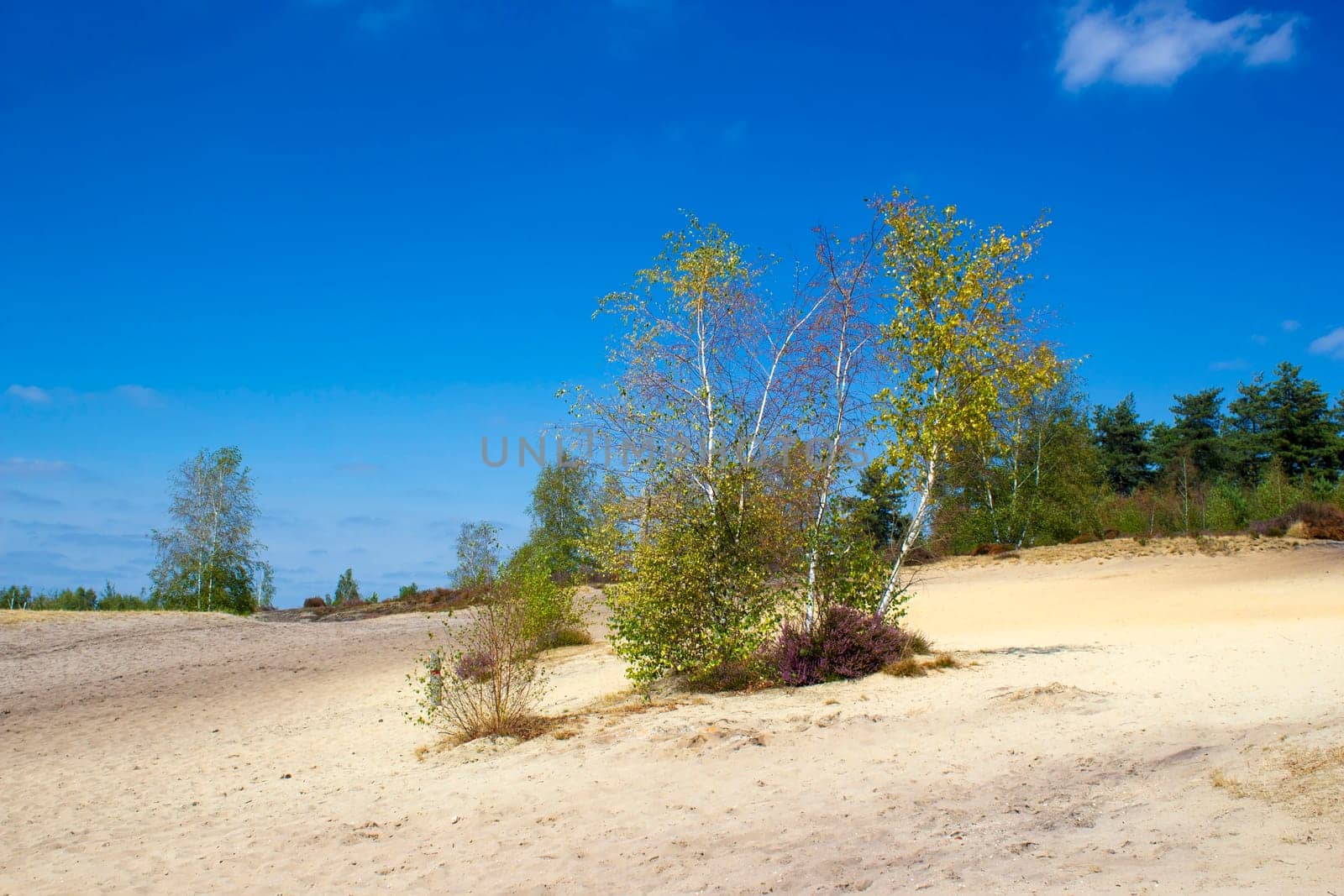 Heathland in National Park Maasduinen in the Netherlands
