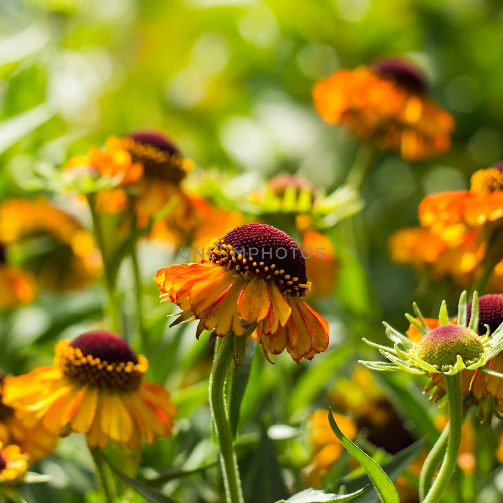 blooming helenium flowers in the garden