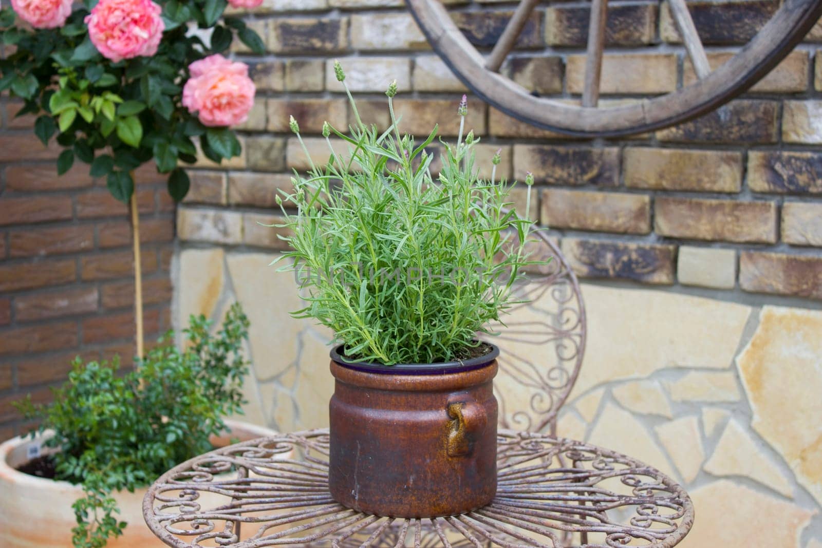 beautiful place in the garden in the mediterranean style, pot with lavender on the table