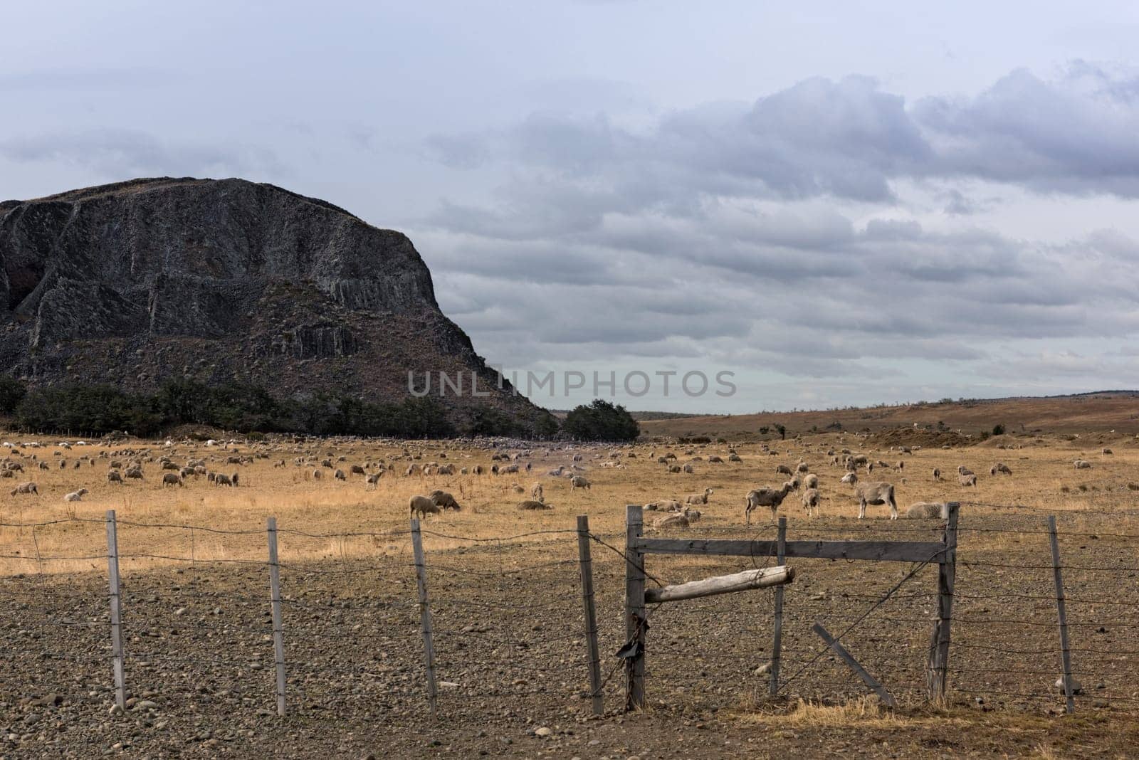 Flock of sheep in a pasture near Puerto Natales in Chile