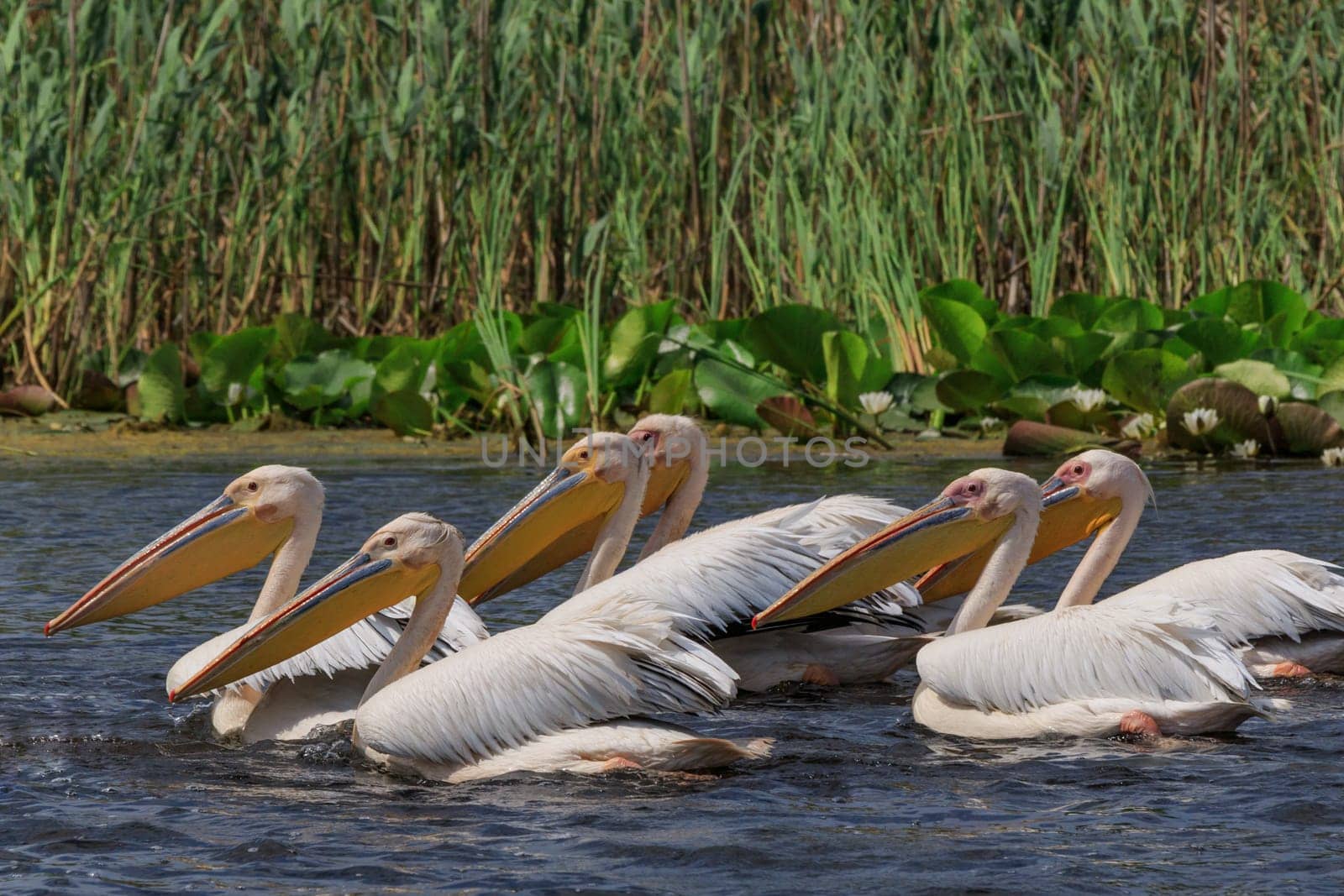 white pelicans (pelecanus onocrotalus) in Danube Delta, Romania