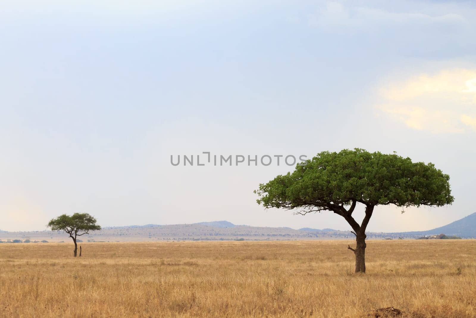 Serengeti National Park landscape, Tanzania, Africa. African panorama