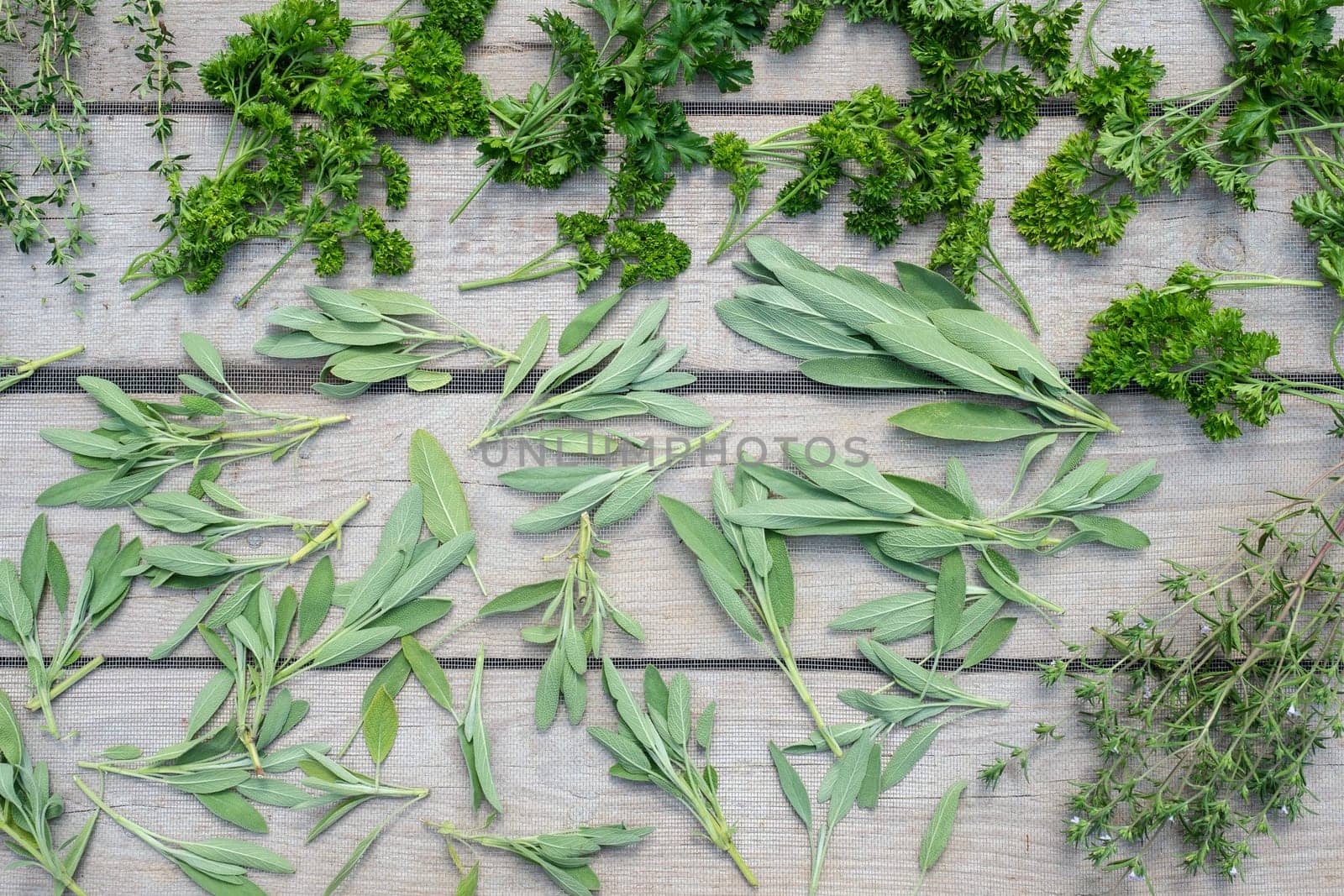 Drying fresh herbs and greenery for spice food on wooden desk background. Top view pattern