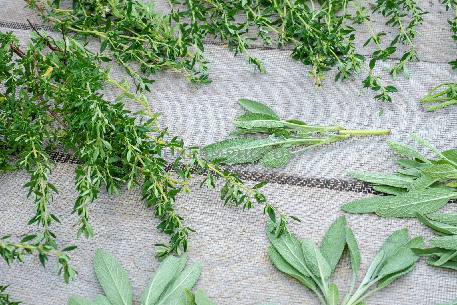 Drying fresh herbs and greenery for spice food on wooden desk background. Sage and marjoram.
