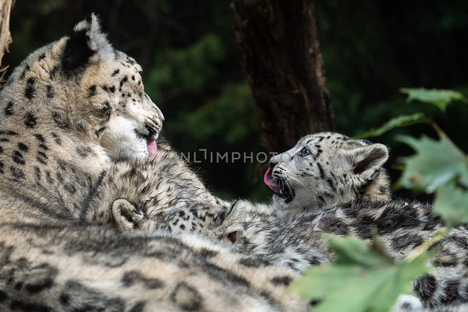 Snow leopard mother with cub. (Panthera uncia)