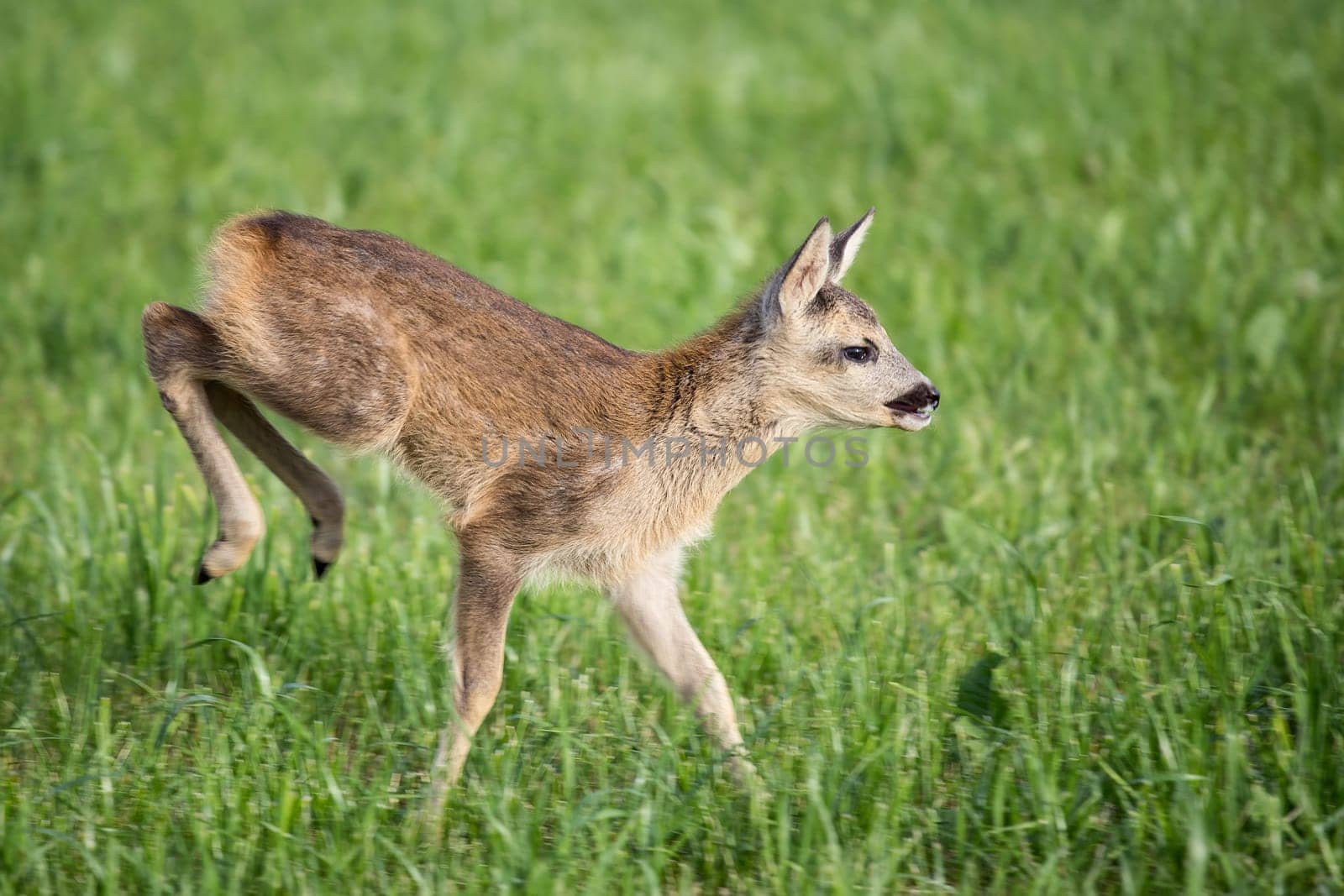 Young wild roe deer in grass, Capreolus capreolus. New born roe deer, wild spring nature.