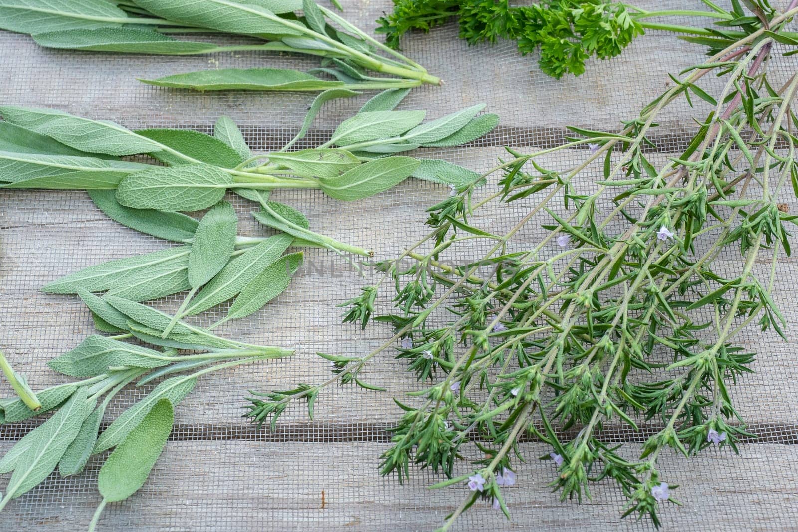 Drying fresh herbs and greenery for spice food on wooden desk background. Parsley leaves, sage and marjoram.