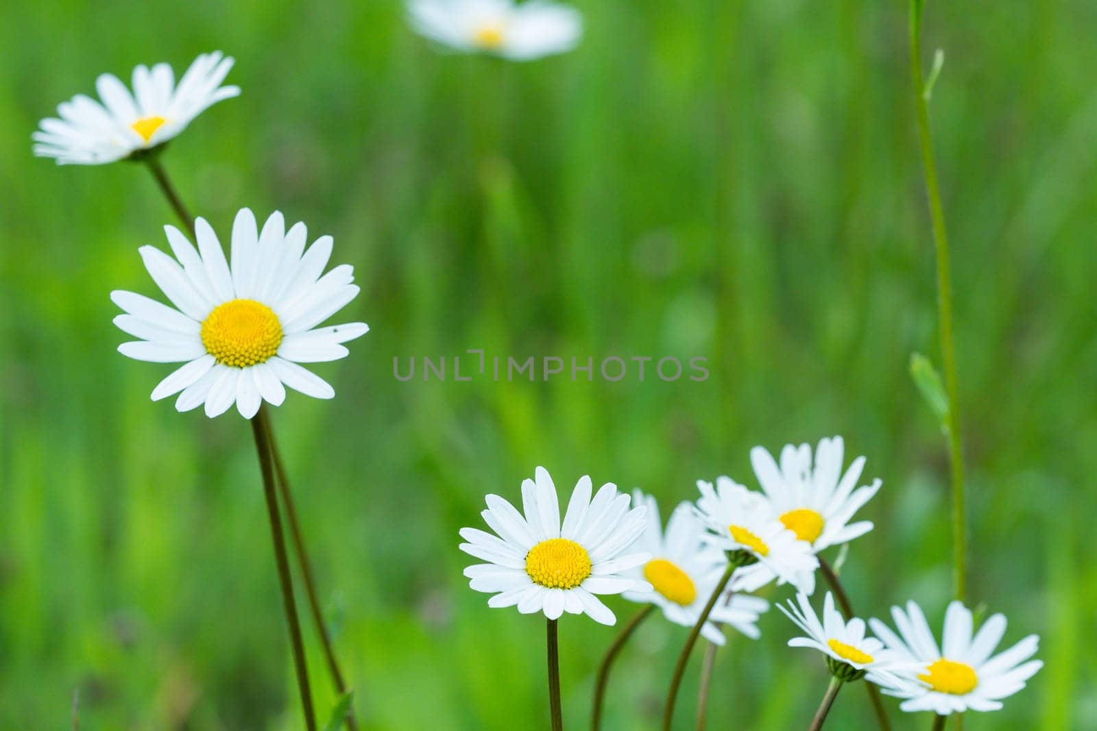 Spring meadow full of daisies