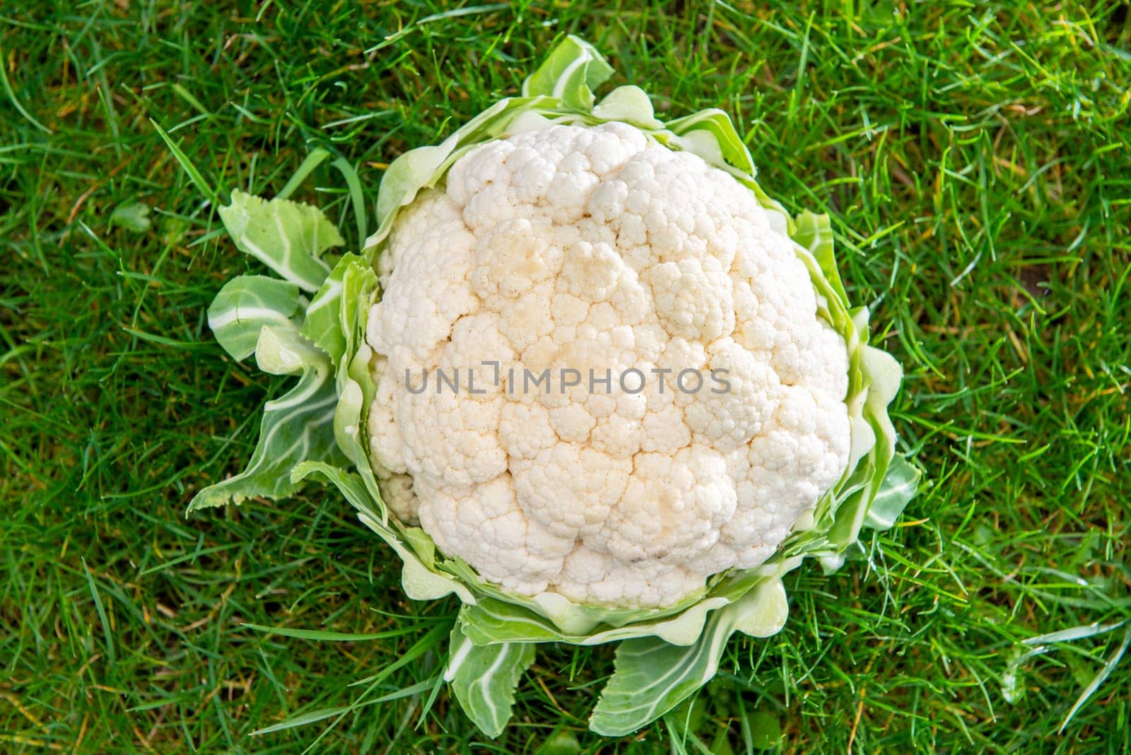 delicious organic cauliflower on the grass