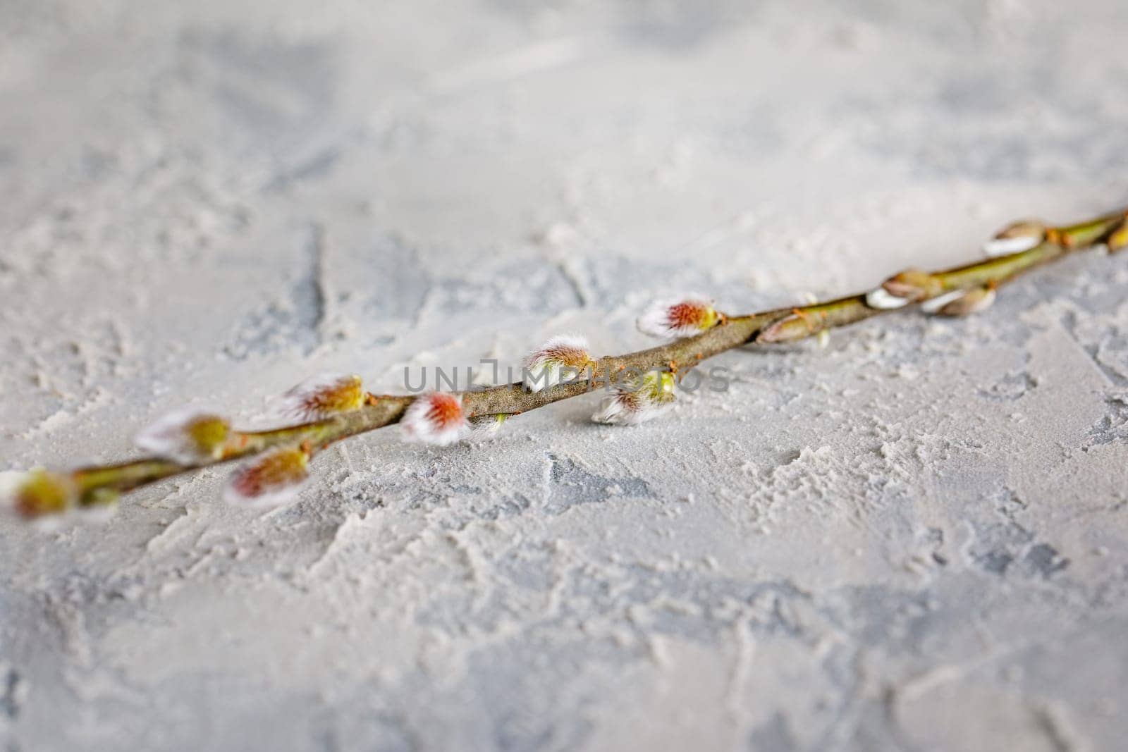 Willow twig on a concrete surface with space for notes. Easter spring holiday