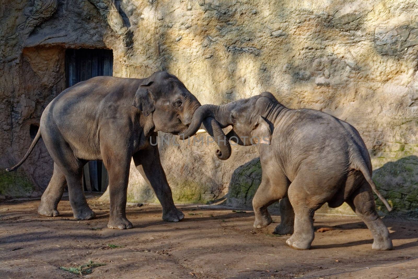 Elephant
