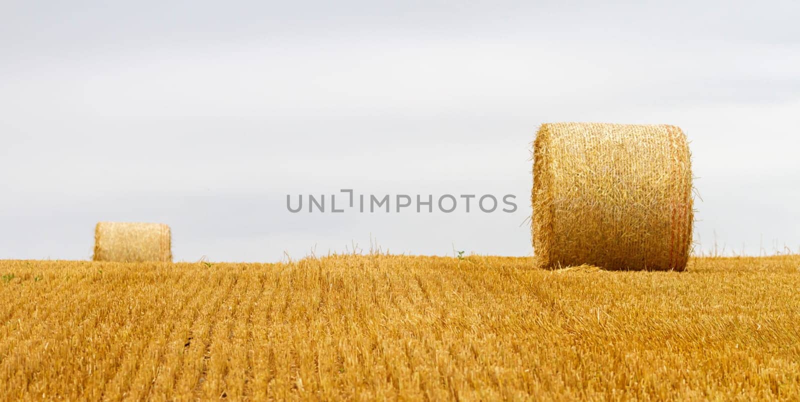 Big round bales of straw in a field after harvest by cloudy day