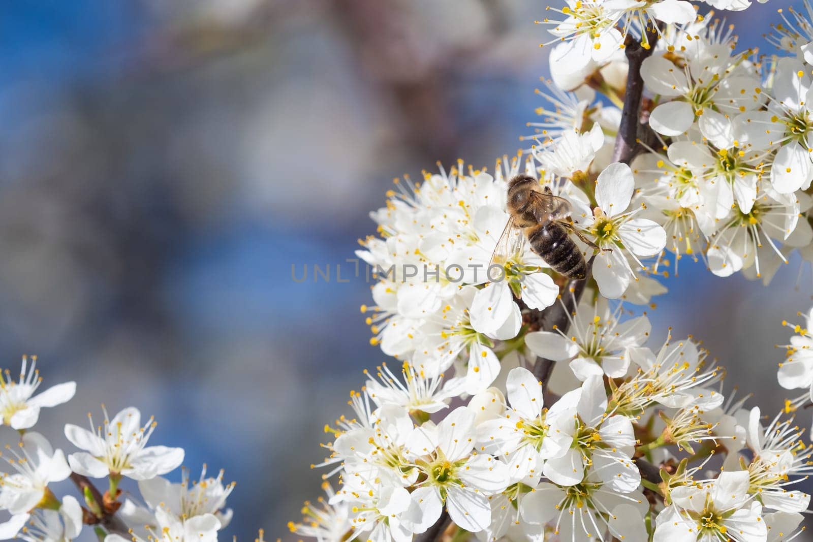 Honey bee collecting pollen from flowers. Spring nature. Bee collects nectar from the white flowers.