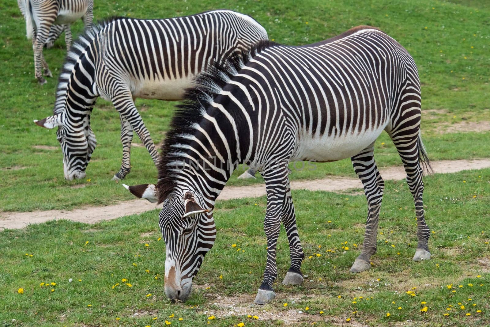 Herd of The Grevy's zebra (Equus grevyi) grazing on green grass