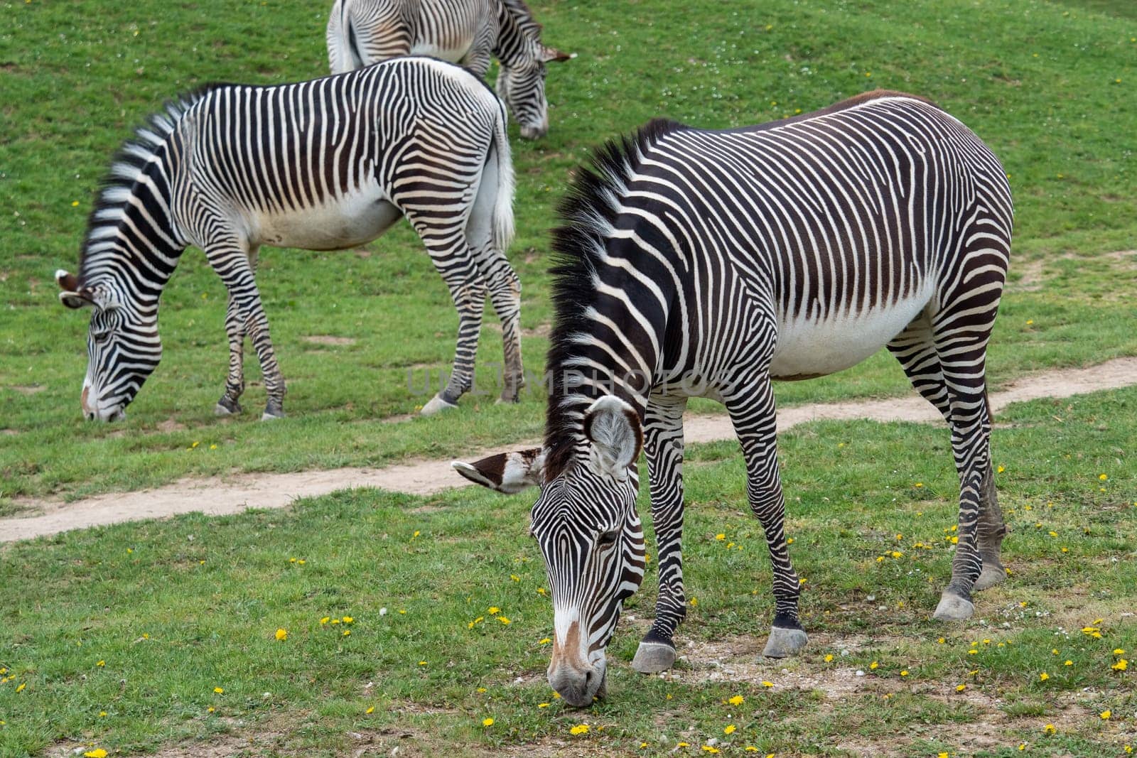 Herd of The Grevy's zebra (Equus grevyi) grazing on green grass