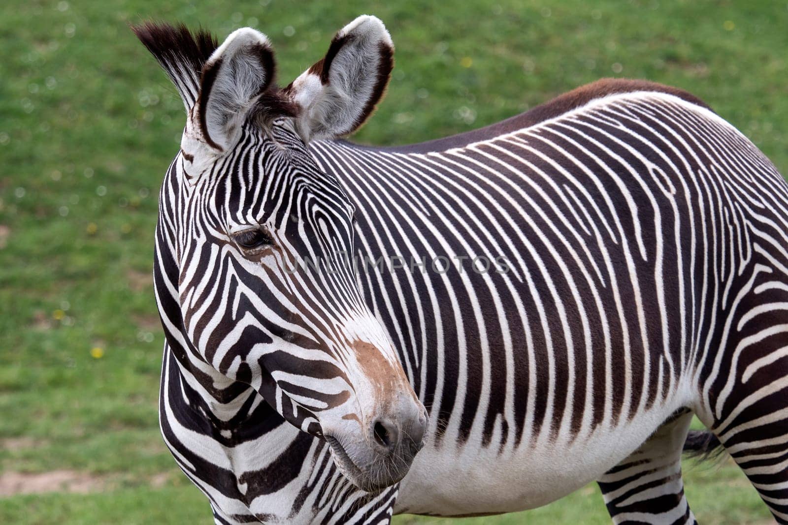 Grevy's zebra (Equus grevyi) grazing on green grass