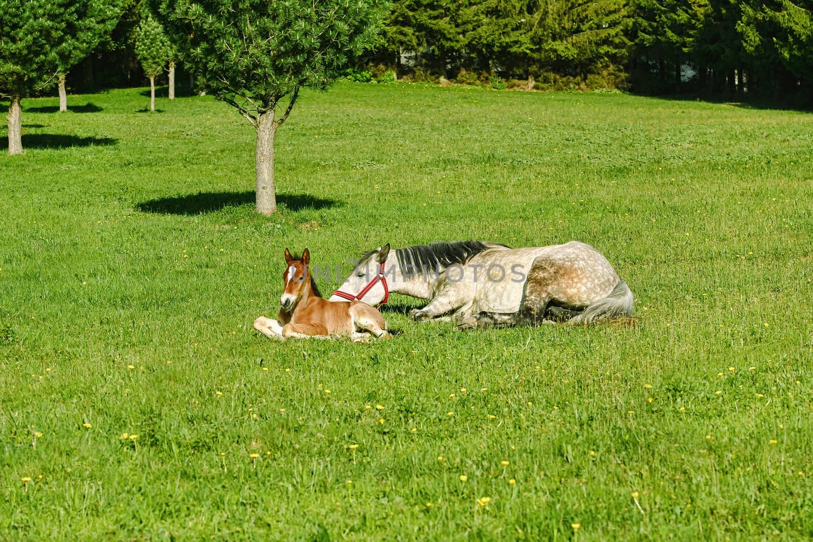 Horse with a Foal on the Green Lawn