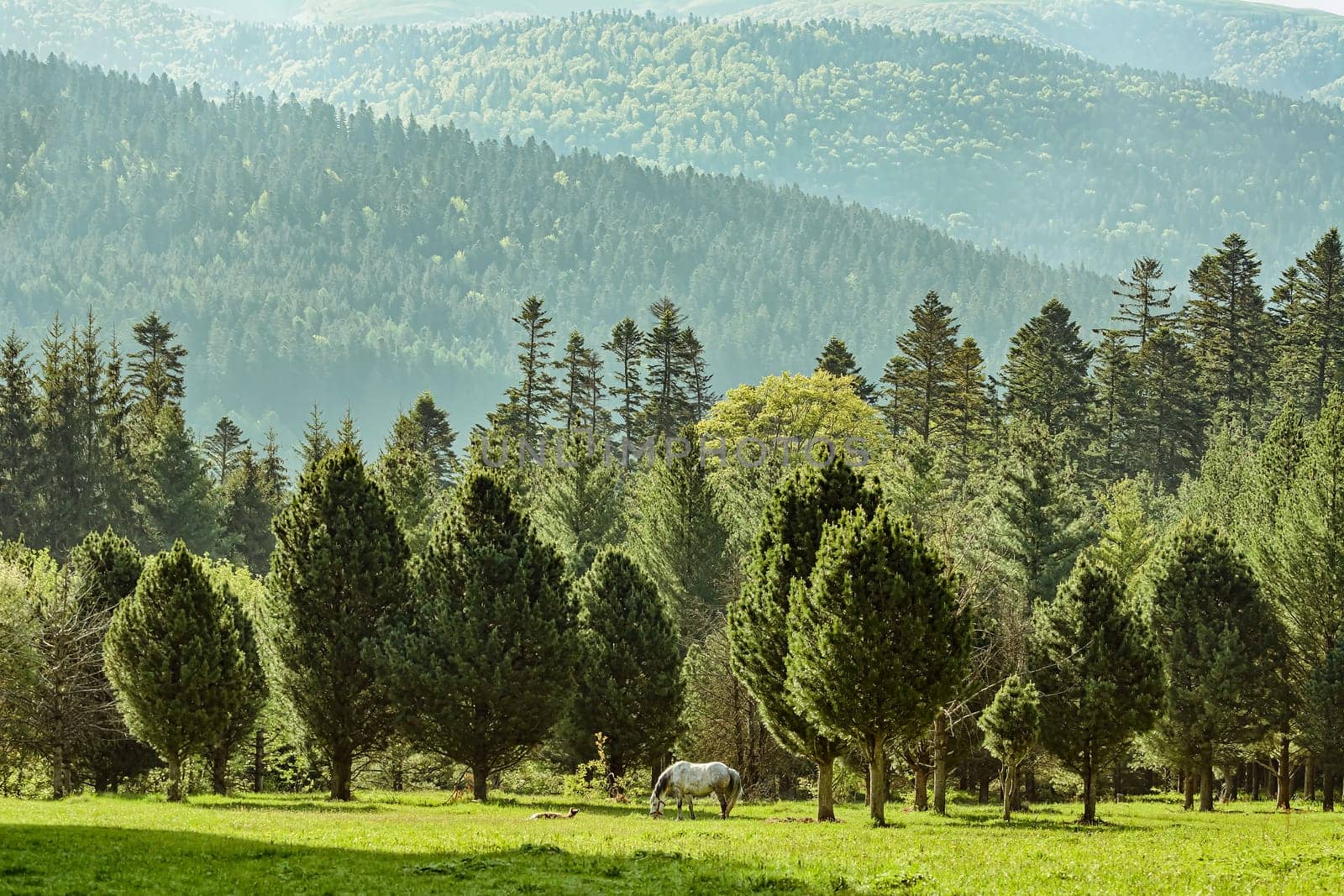 Horse grazes on the lawn near the forest