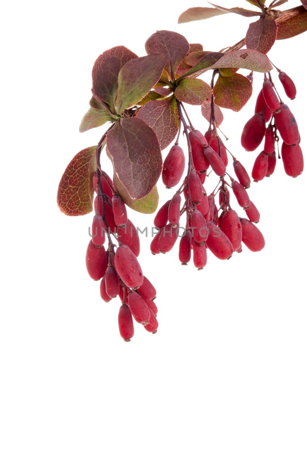 Barberry branch with ripe berries isolated on a white background.