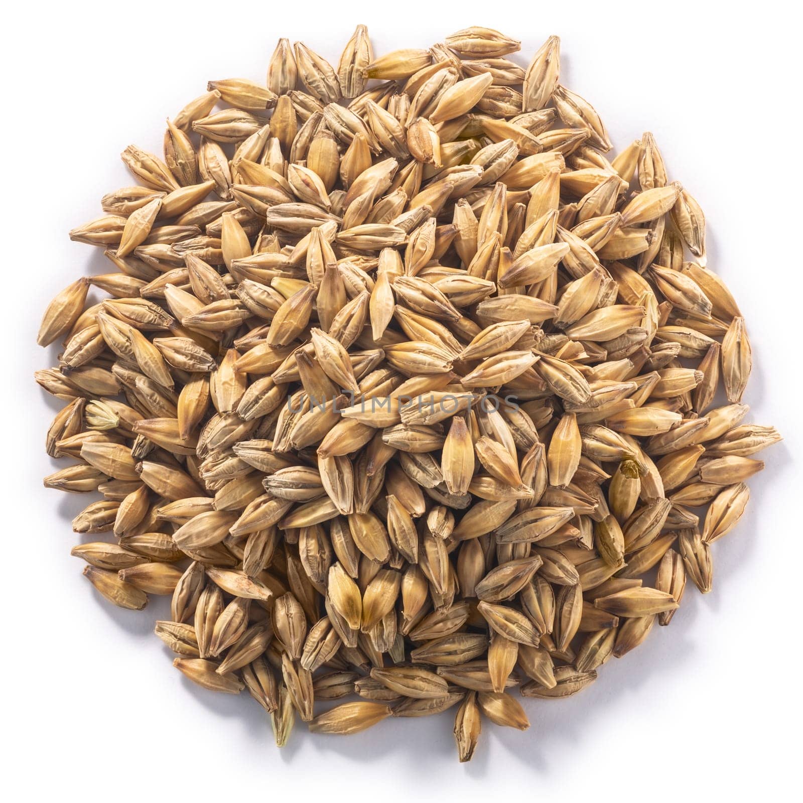 Pile of unhulled Barley (Hordeum vulgare seeds), isolated, top view