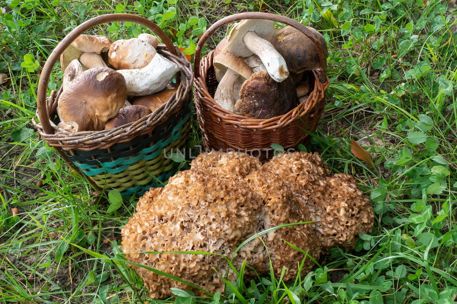 Two full baskets with edible mushrooms and cauliflower fungus.