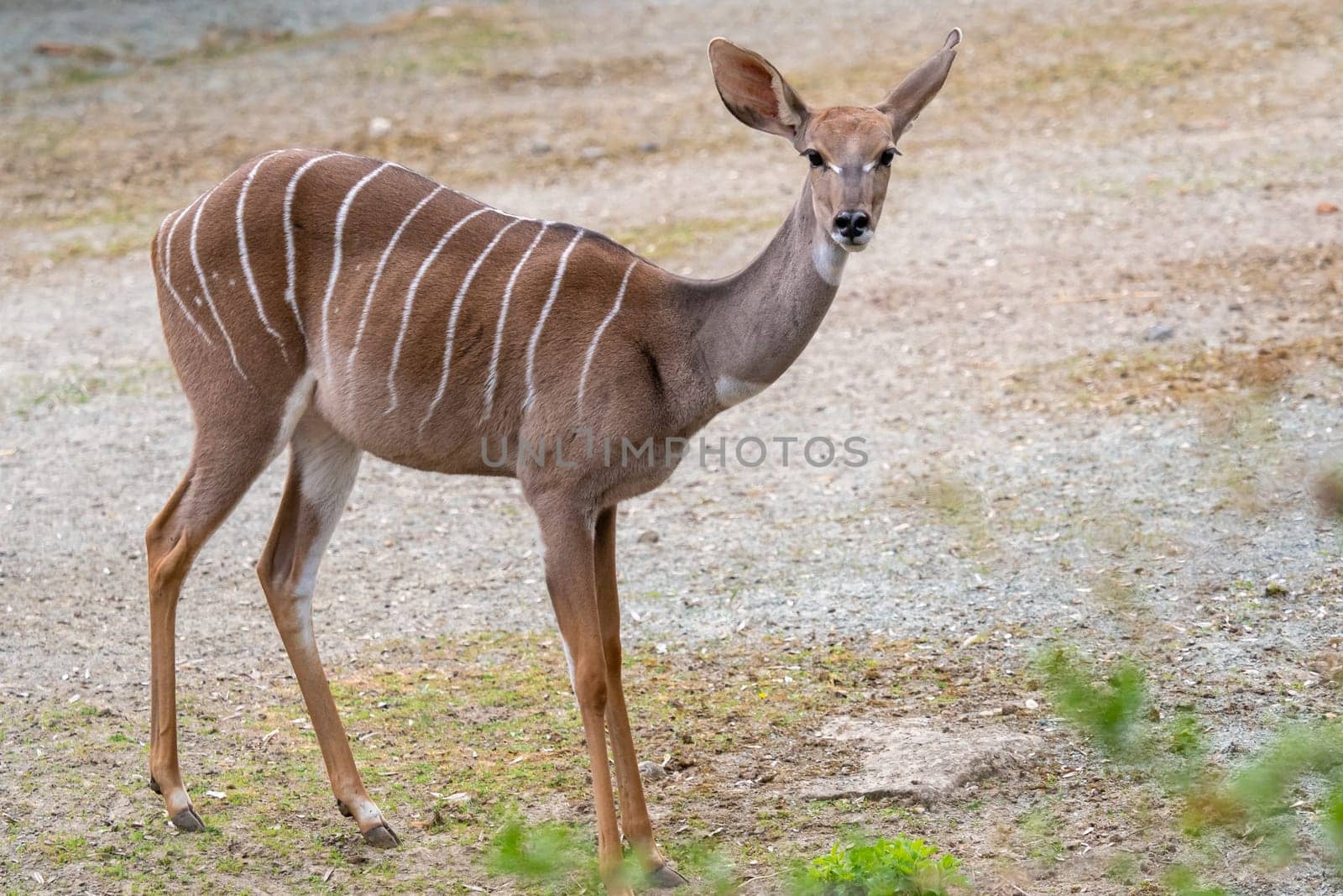 Lesser Kudu (Tragelaphus Imberbis), small antelope