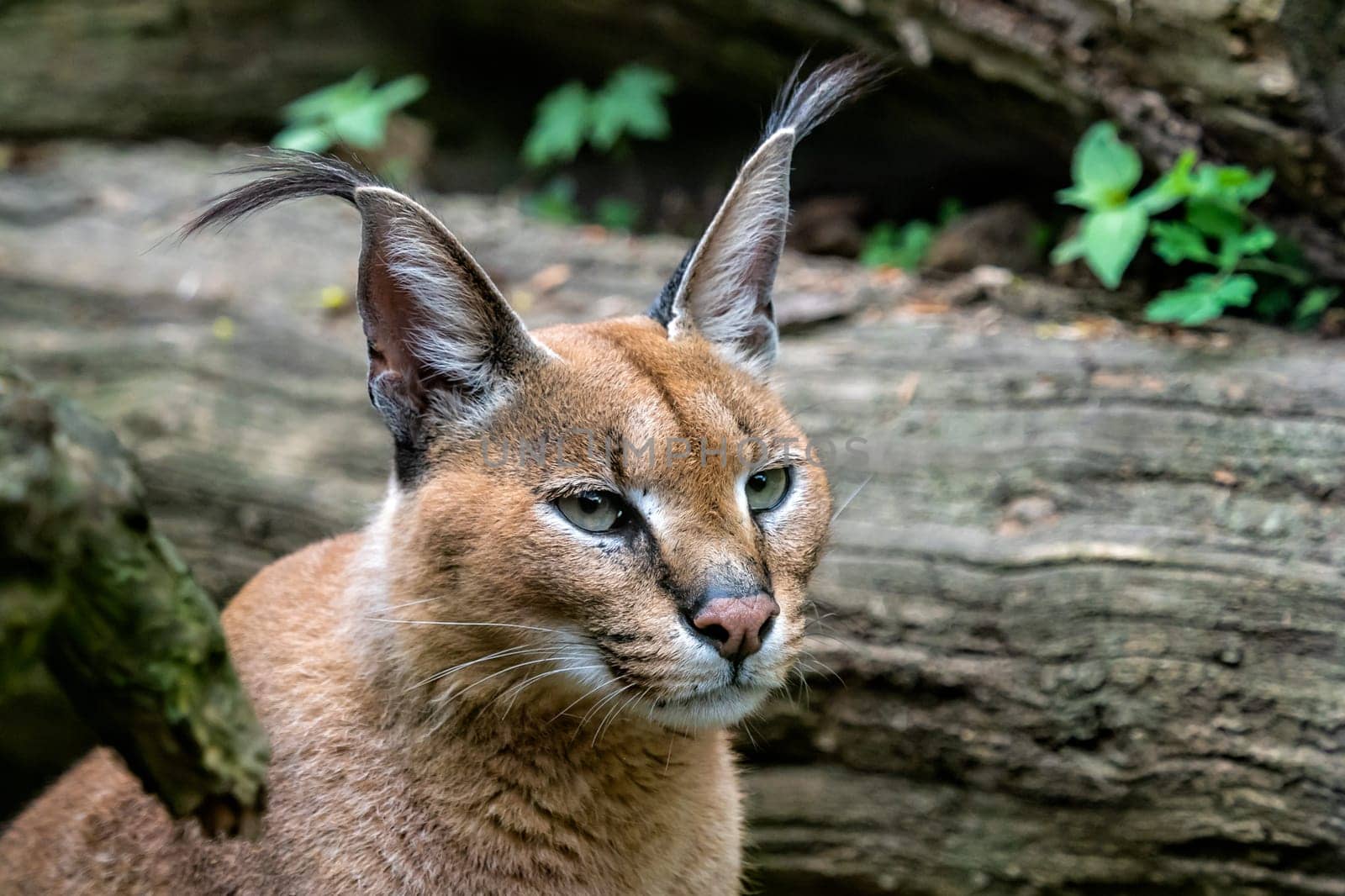 Portrait desert cats Caracal (Caracal caracal) or African lynx with long tufted ears