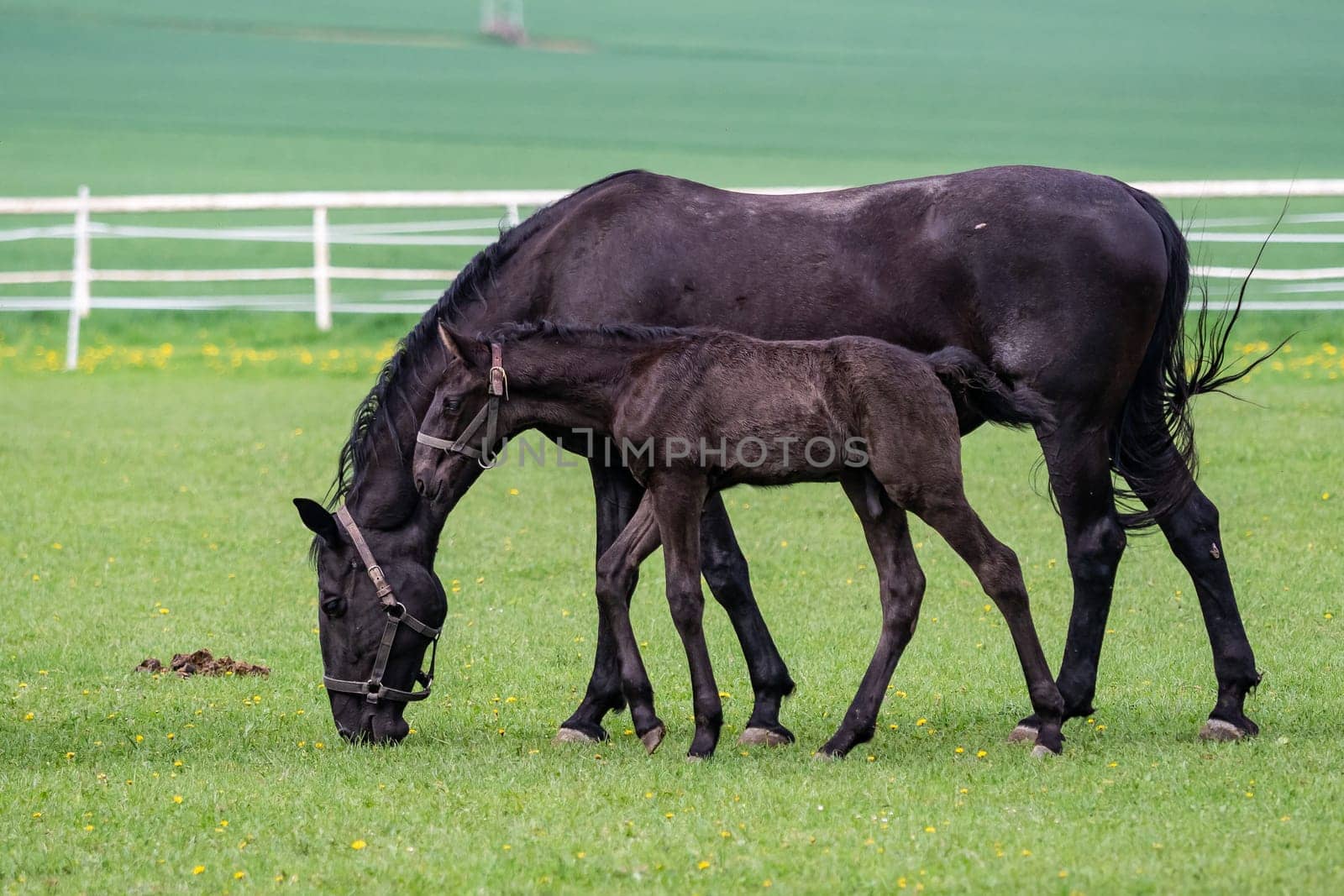 Black kladrubian horse, mare with foal