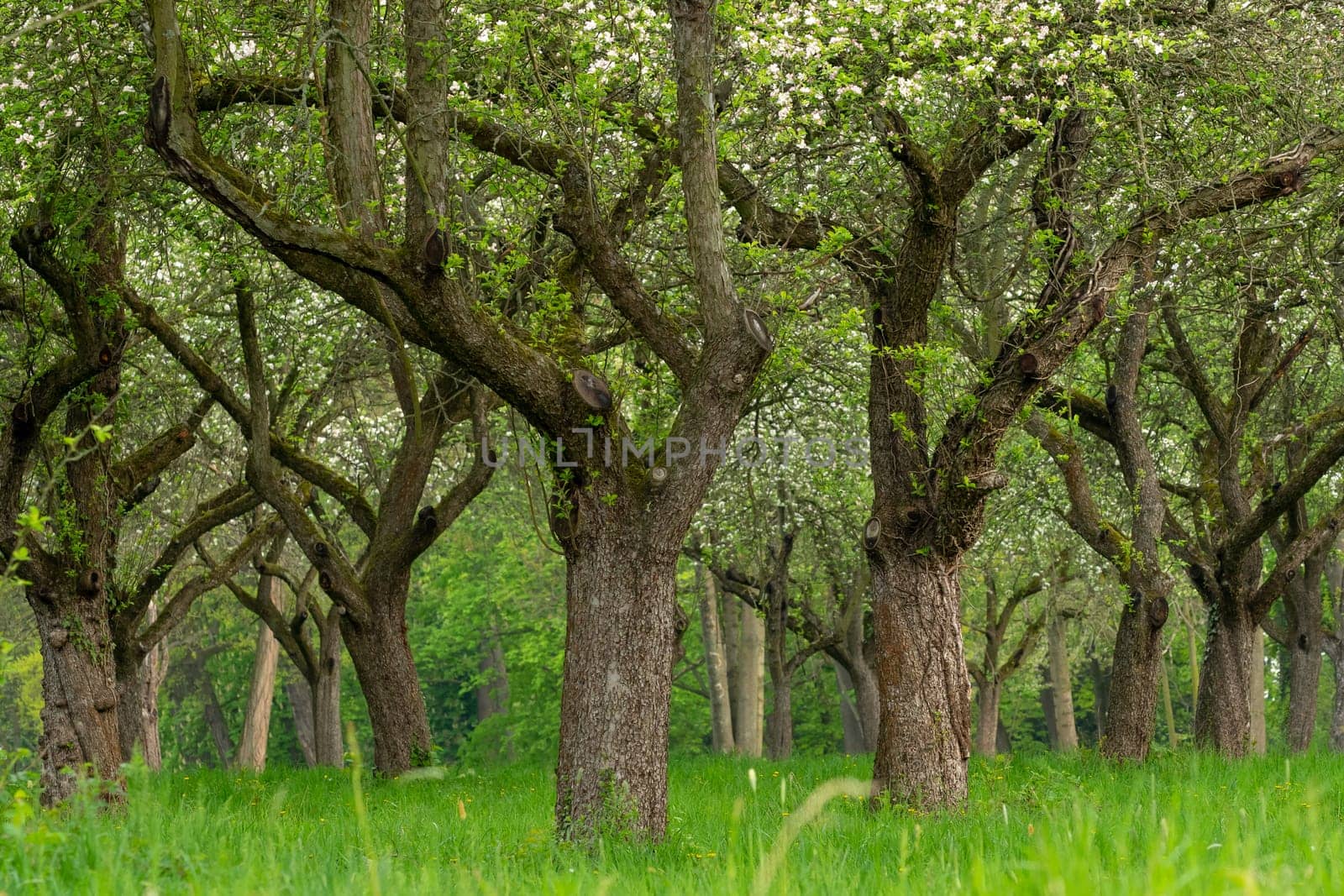 Cherry orchard. Tree trunk cherry in a row. Cherry trees alley.