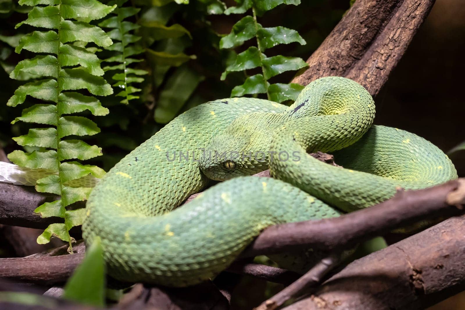 Venomous Bush Viper (Atheris squamigera) on tree