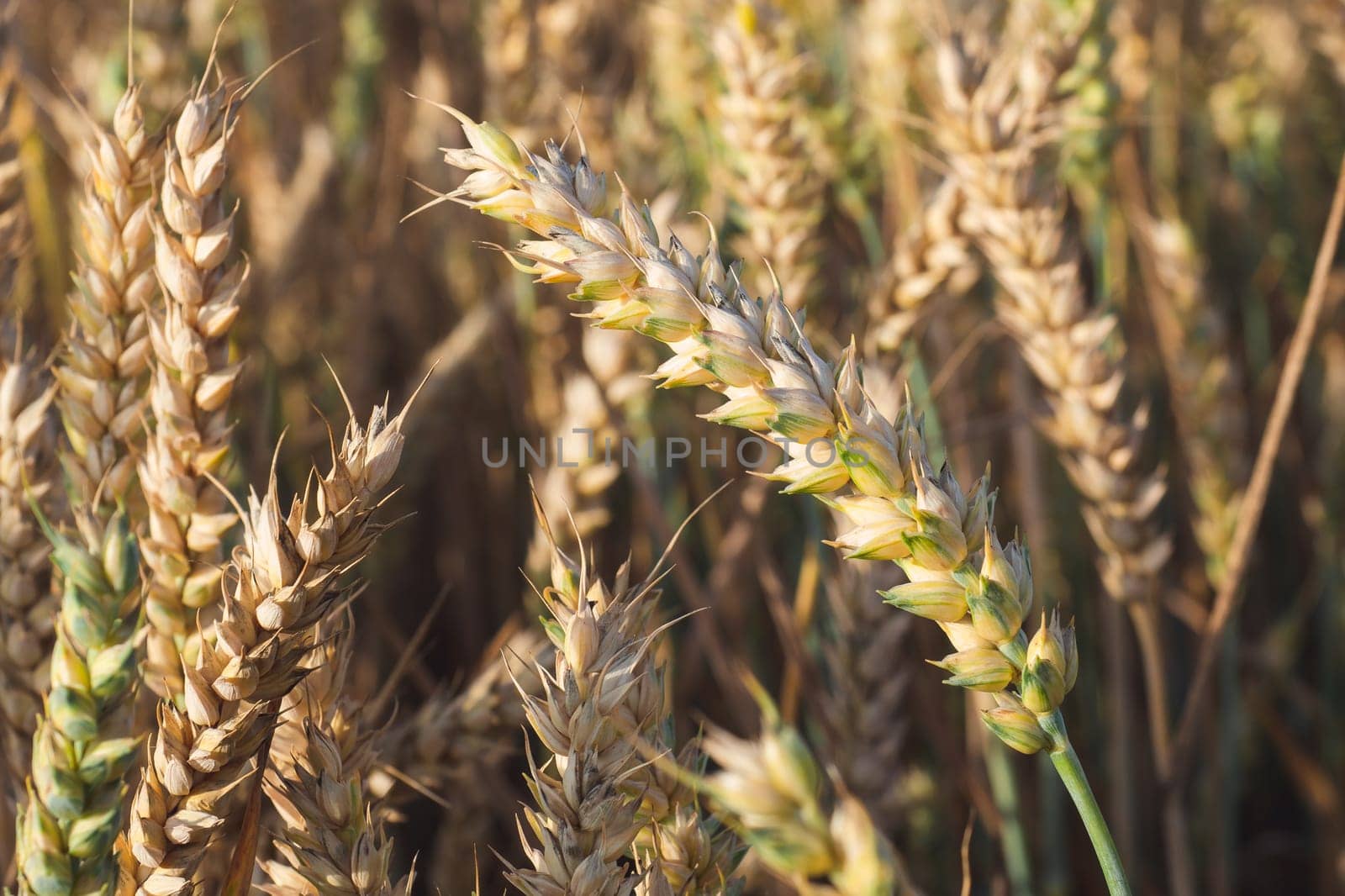 Wheat field. Golden ears of wheat on the field. Background of ripening ears of meadow wheat field. Rich harvest Concept