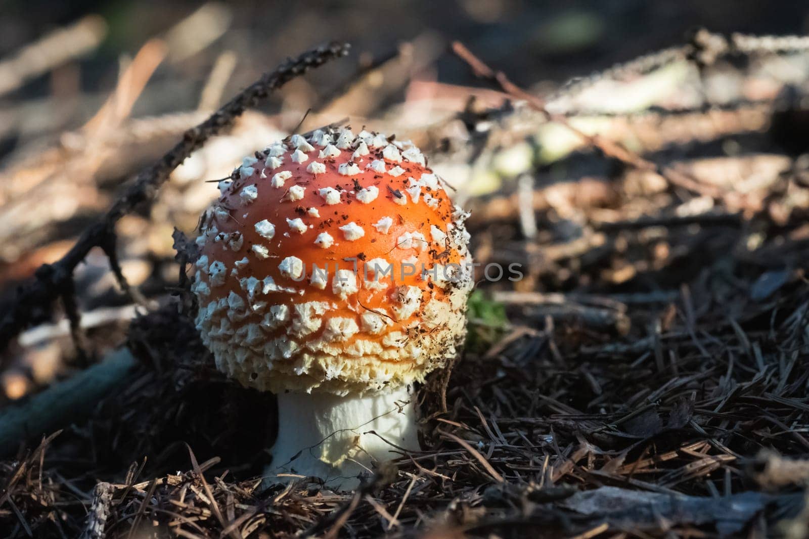Amanita Muscaria in autumn. Fly agaric in a autumn forest. Poisonous mushroom.