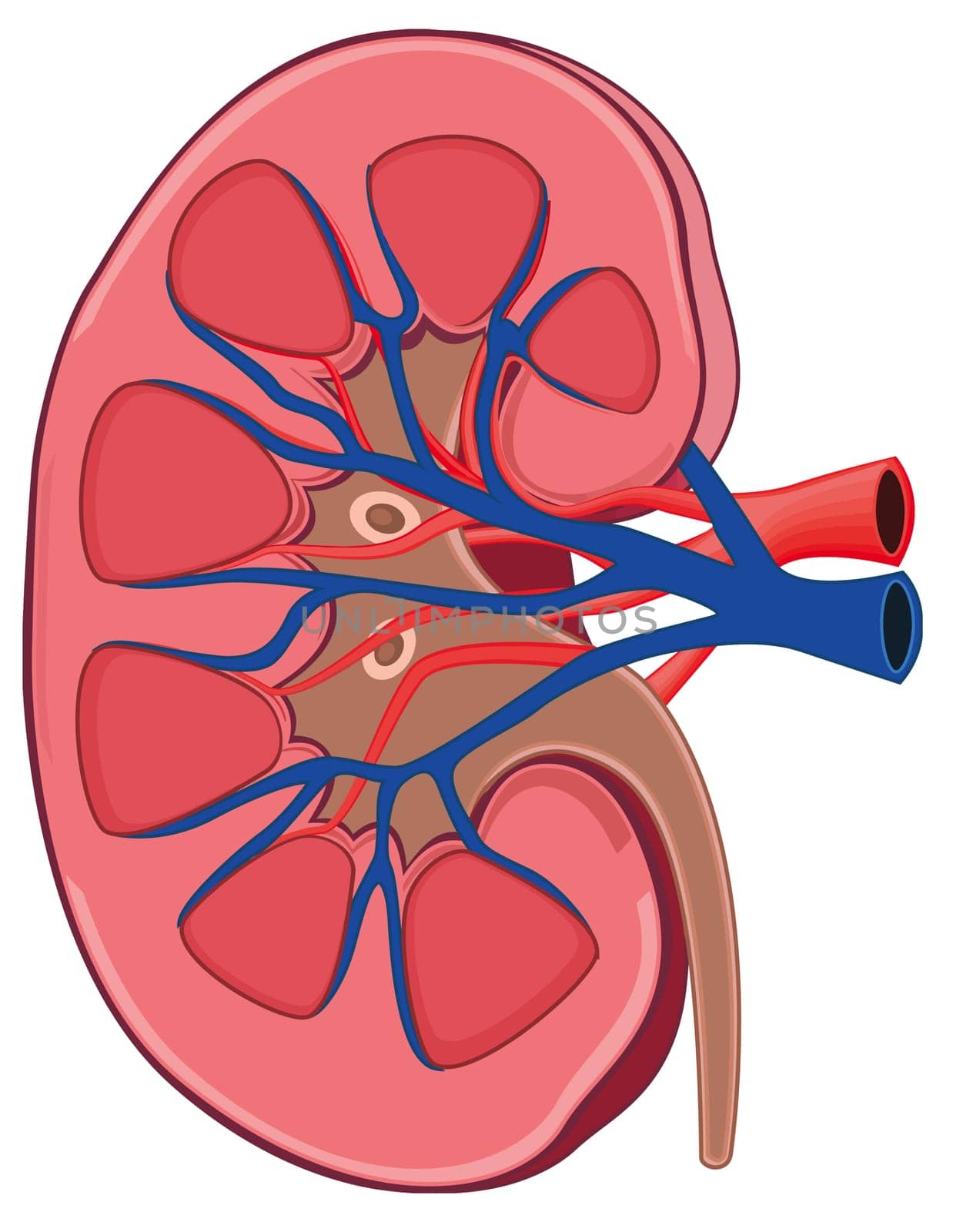 kidney biology anatomy renal organ illustration